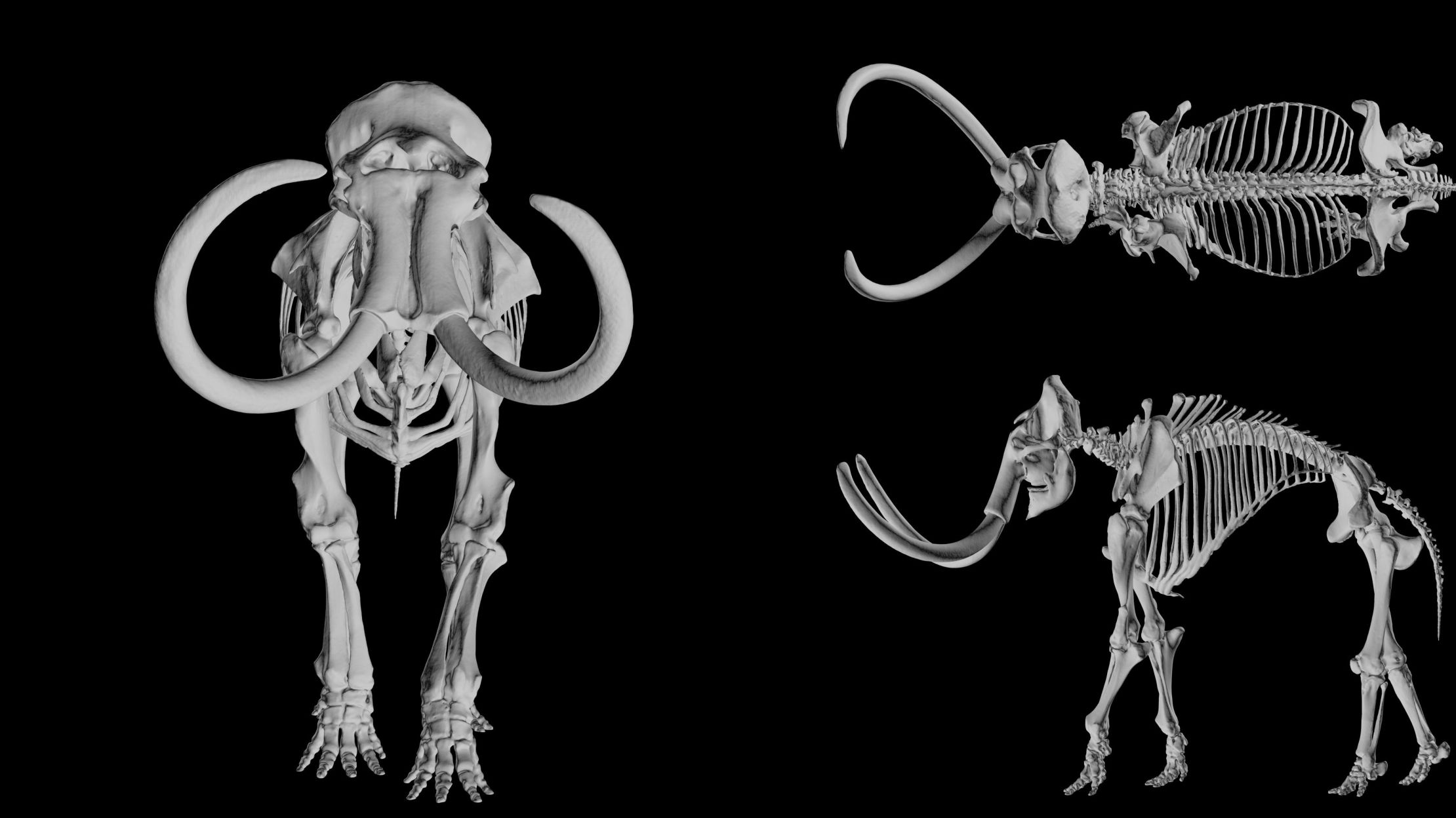 Схема woolly mammoth