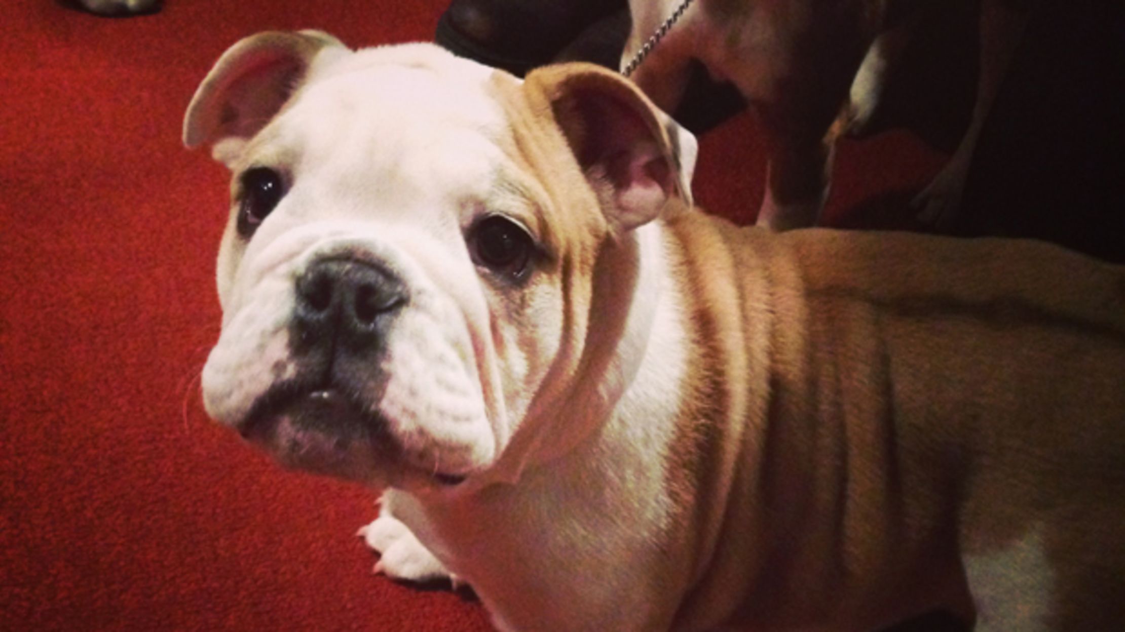 10 Photos of Adorable Puppies at the American Kennel Club Mental Floss