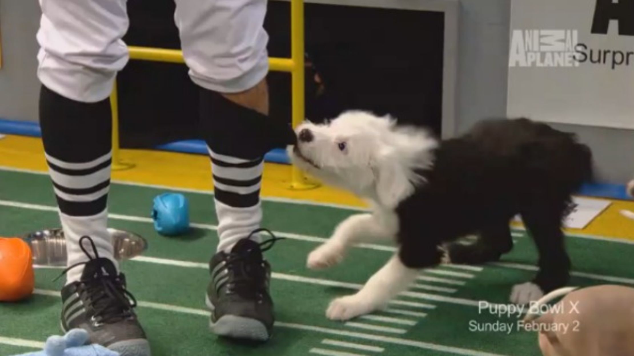 16 Things You Can Watch Instead of the Super Bowl Mental Floss