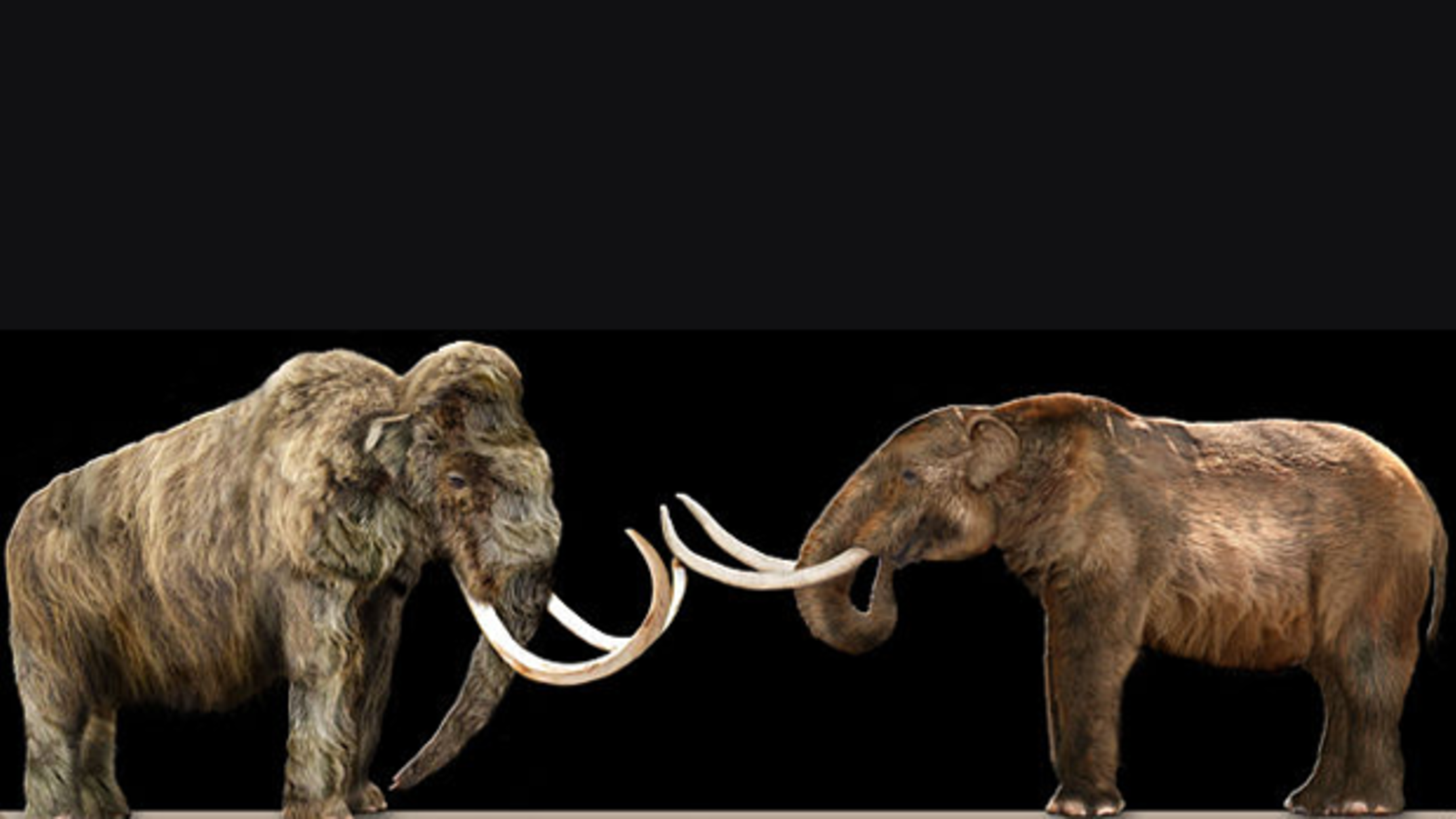 mastodonte vs mamut vs elefante