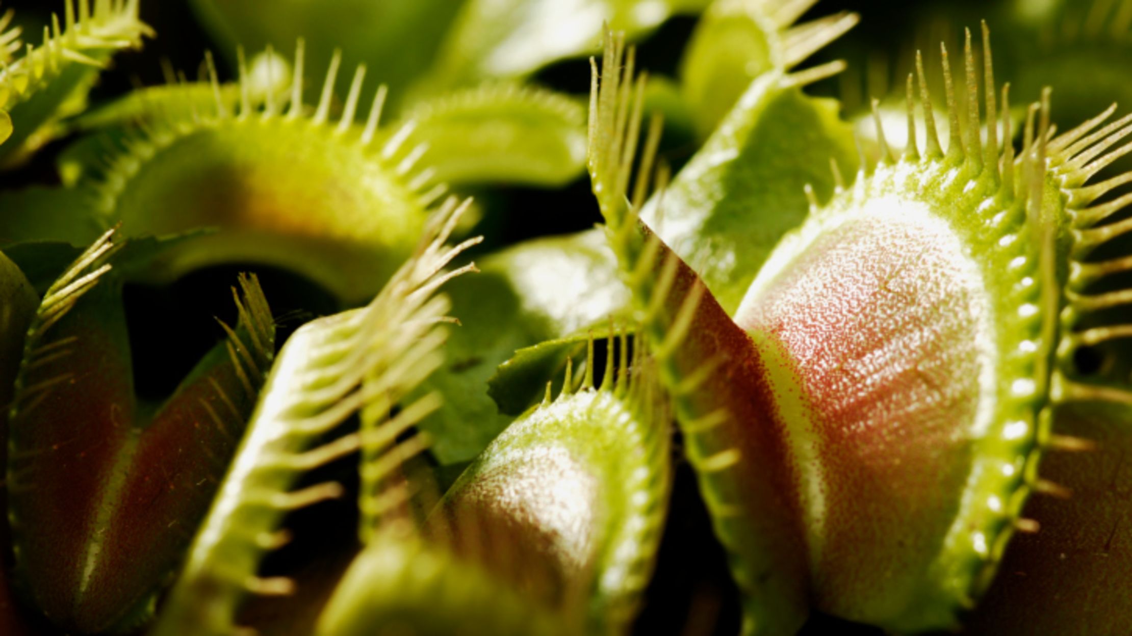 11 Incredible Facts About Venus Flytraps Mental Floss