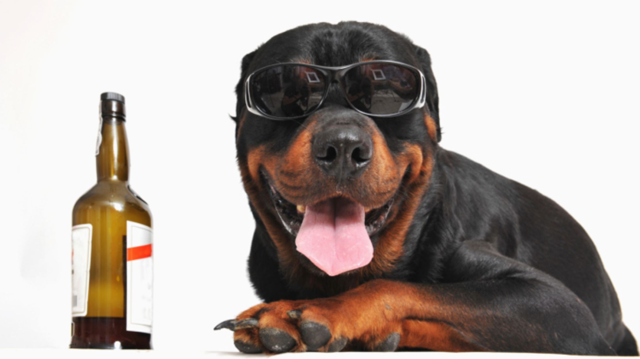 ridiculous dog products