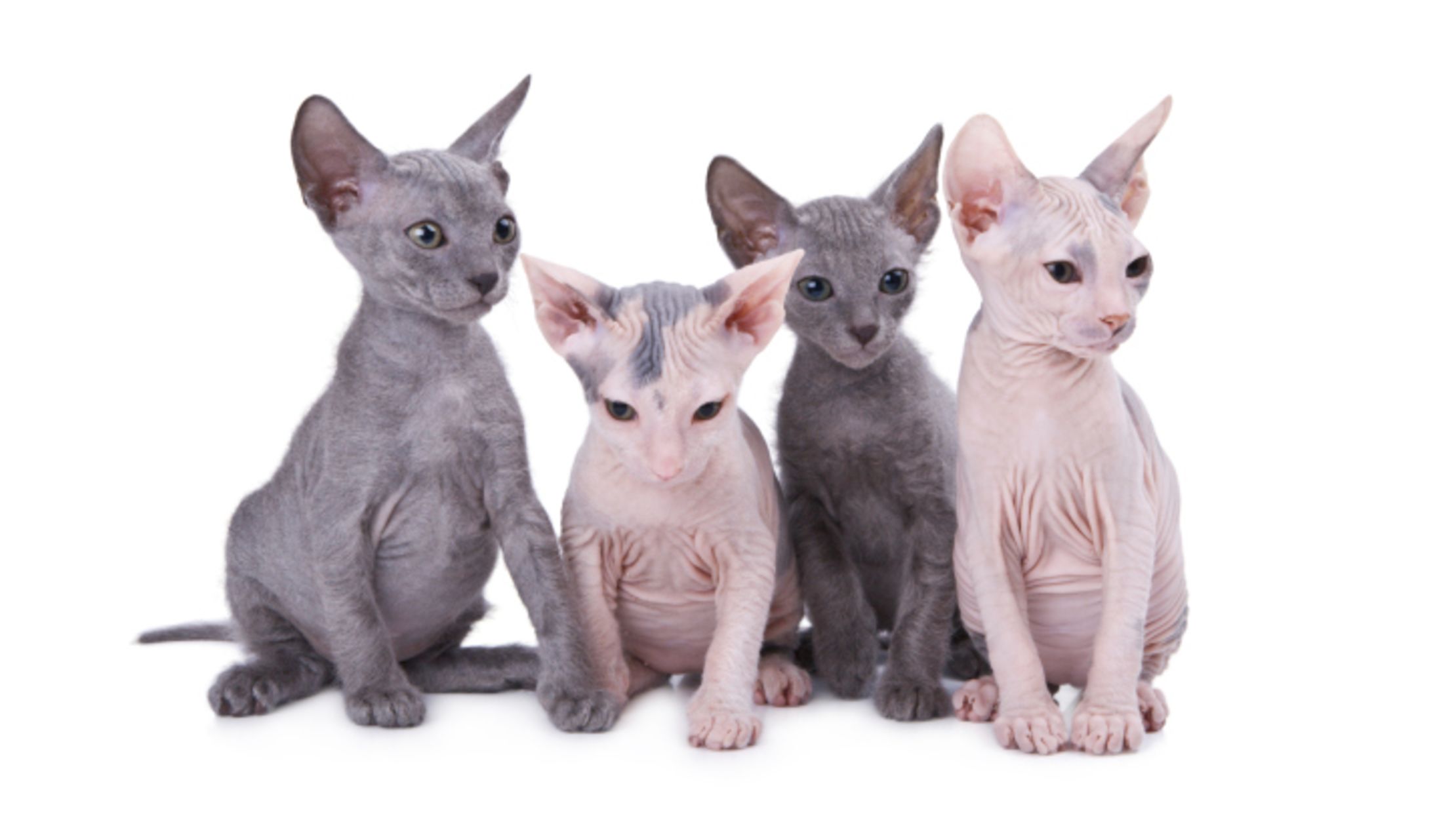 15 Delightful Cat Breeds’ Origins Mental Floss