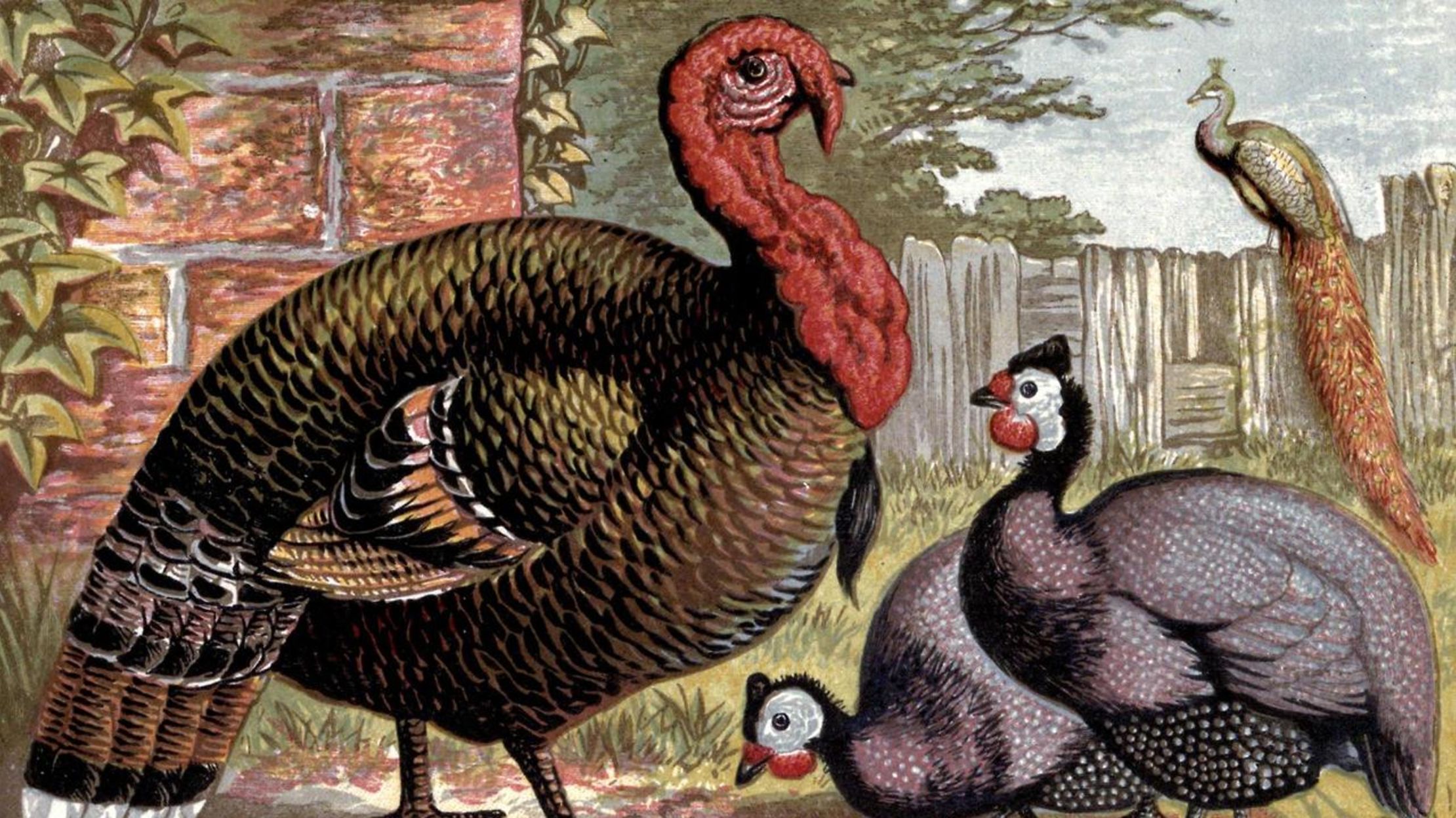 7 Facts About Turkeys Mental Floss
