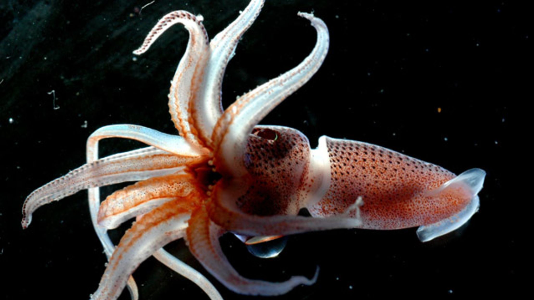 are squids invertebrates