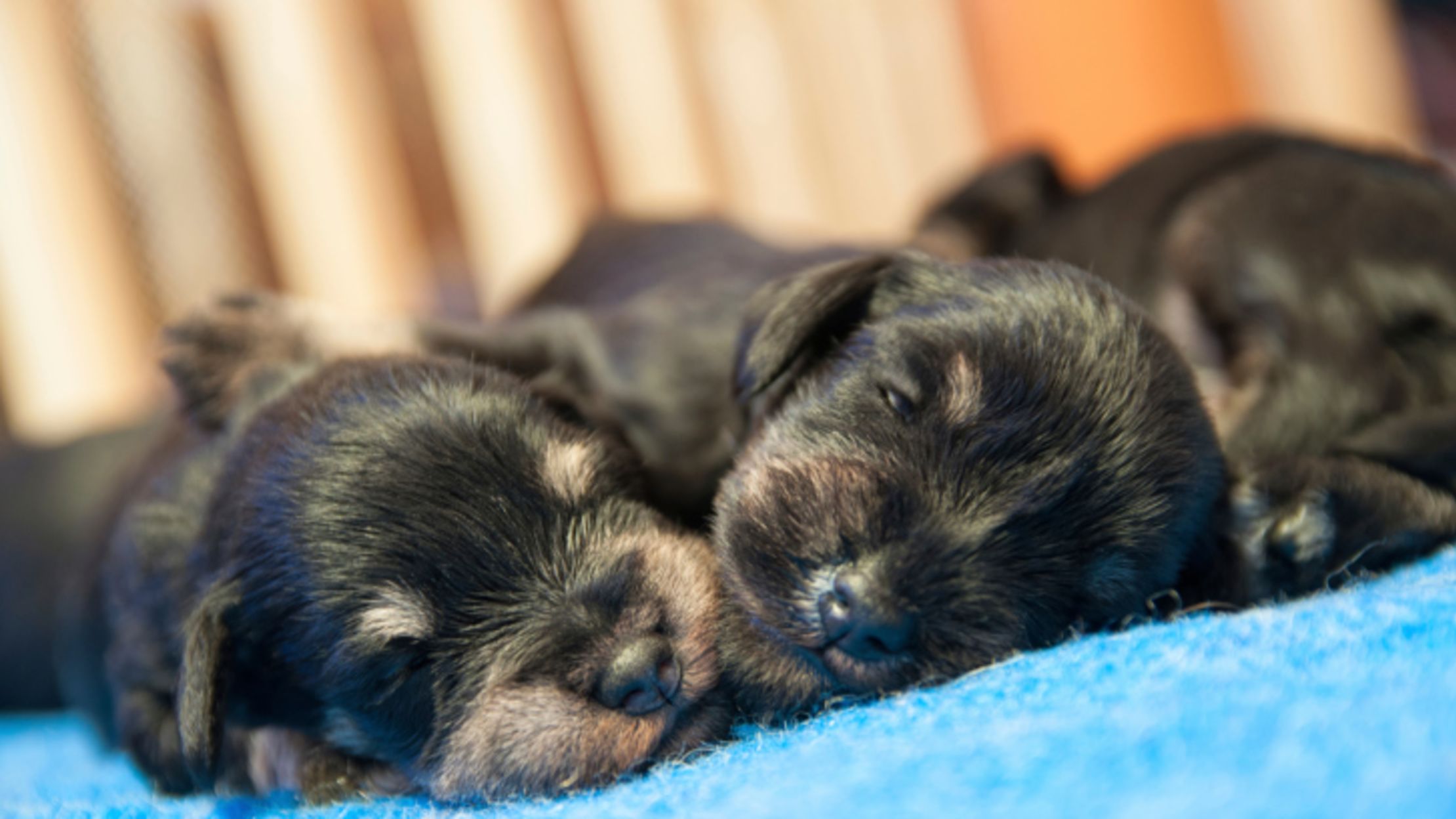 Why Are Puppies Born With Their Eyes Closed Mental Floss
