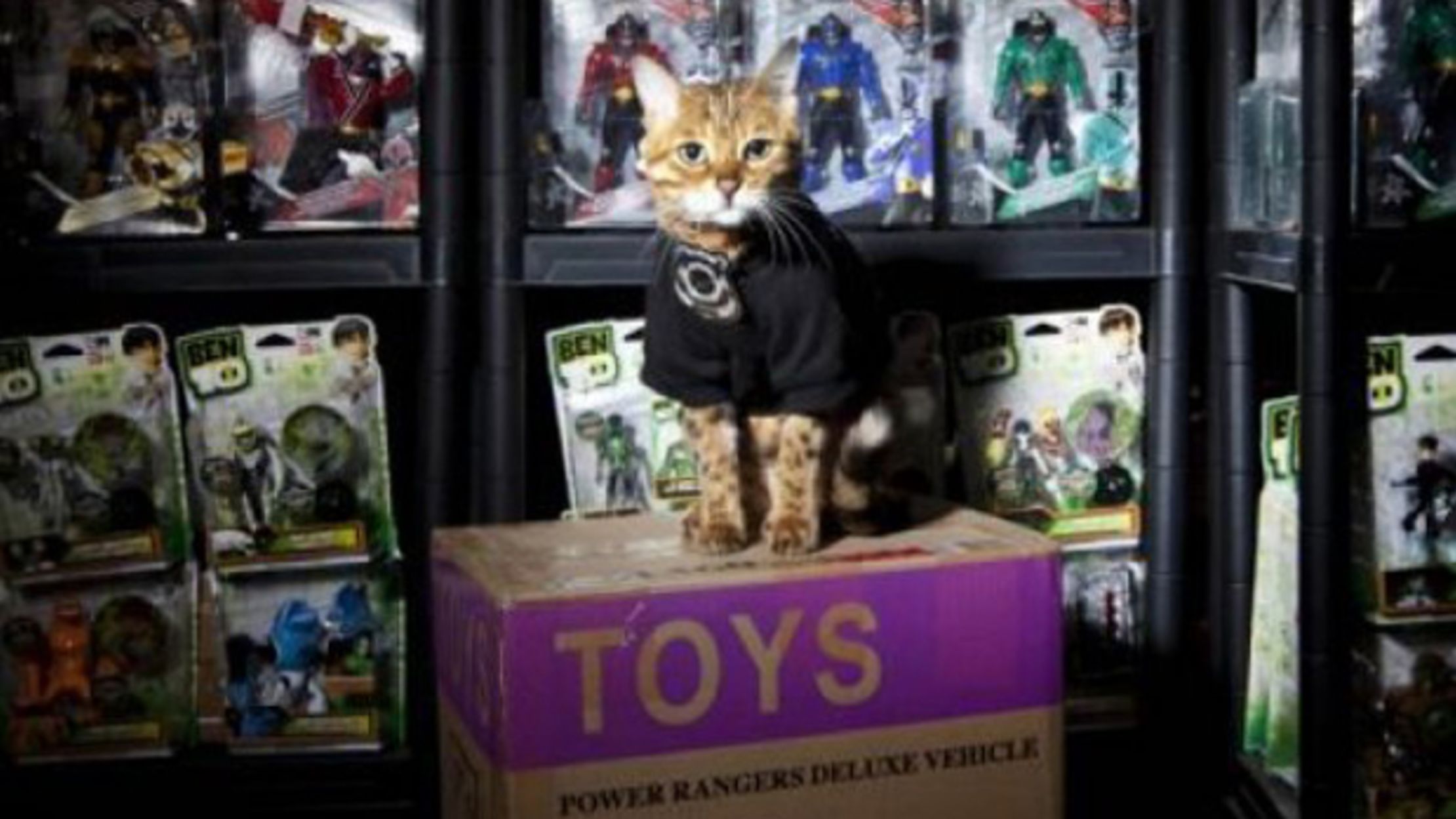 12 Jobs People Decided To Give To Cats Mental Floss