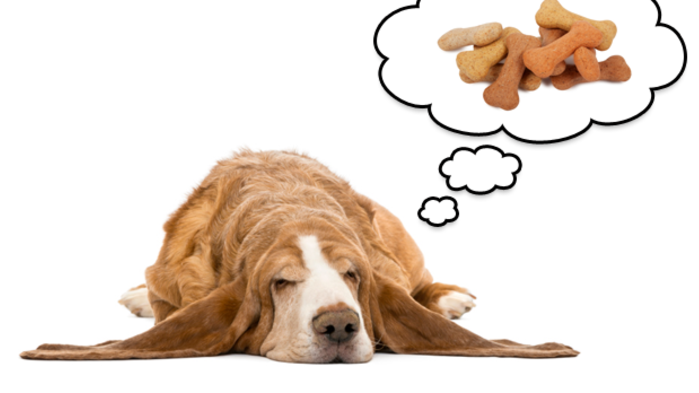 Do Animals Dream? | Mental Floss