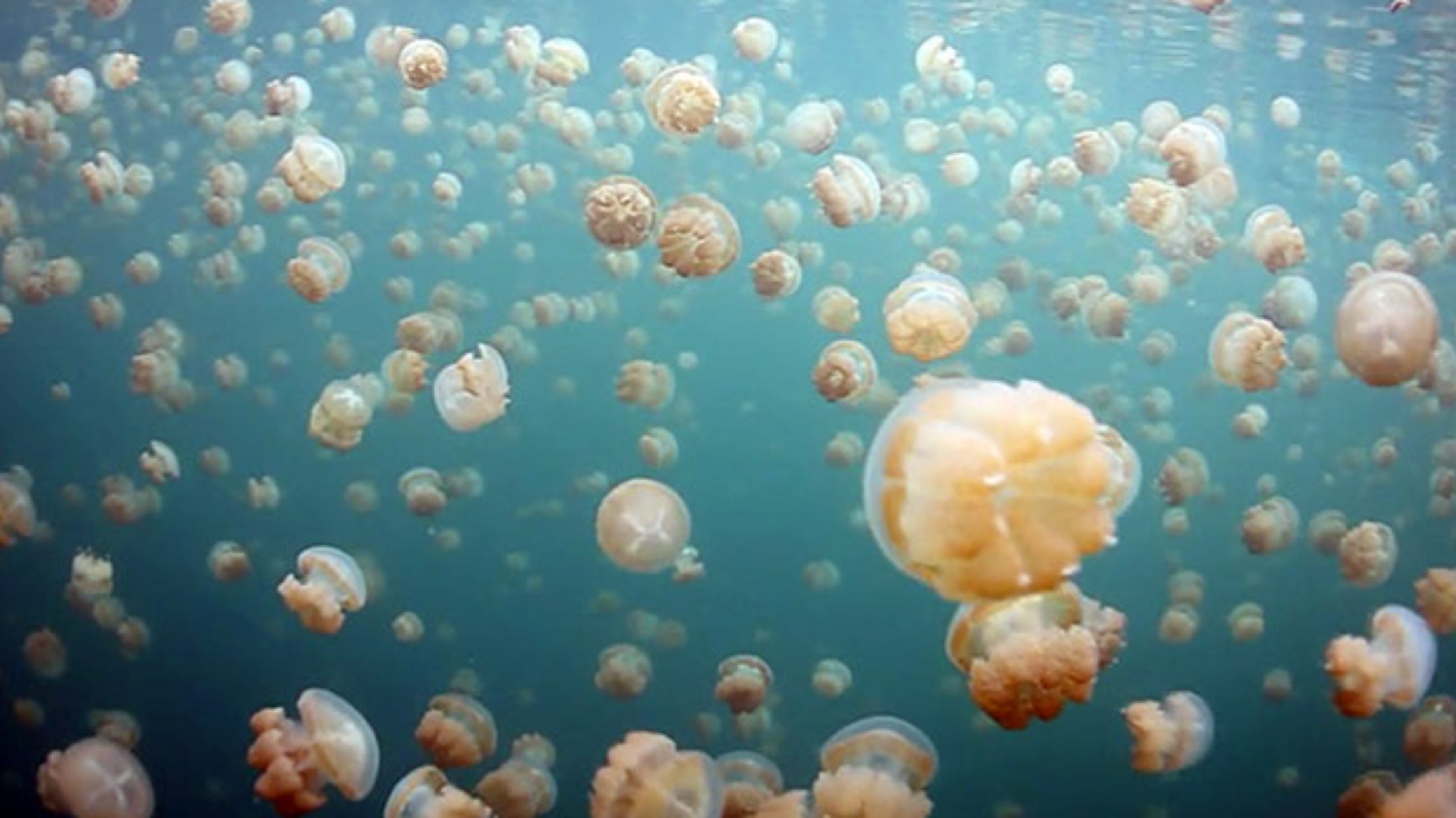 Swimming With Jellyfish | Mental Floss
