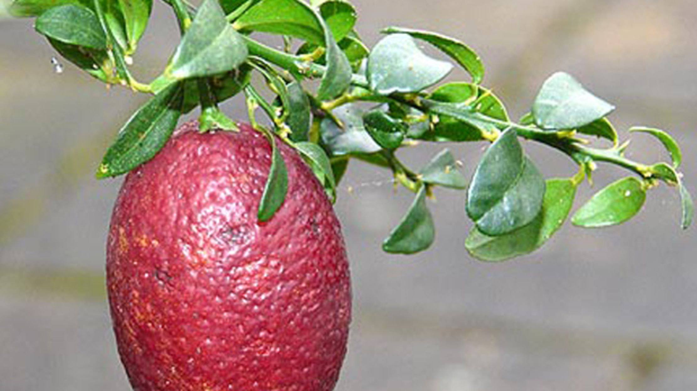 11 Odd Hybrid Fruits and Vegetables Mental Floss