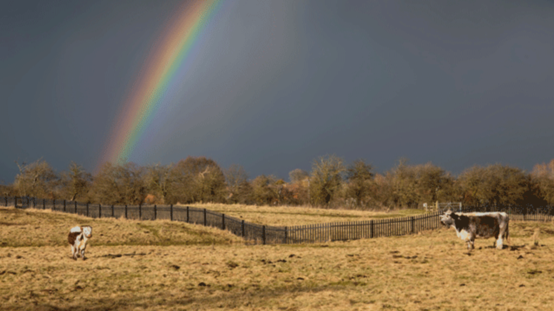 10 Things That Have "Rained" From the Sky Mental Floss