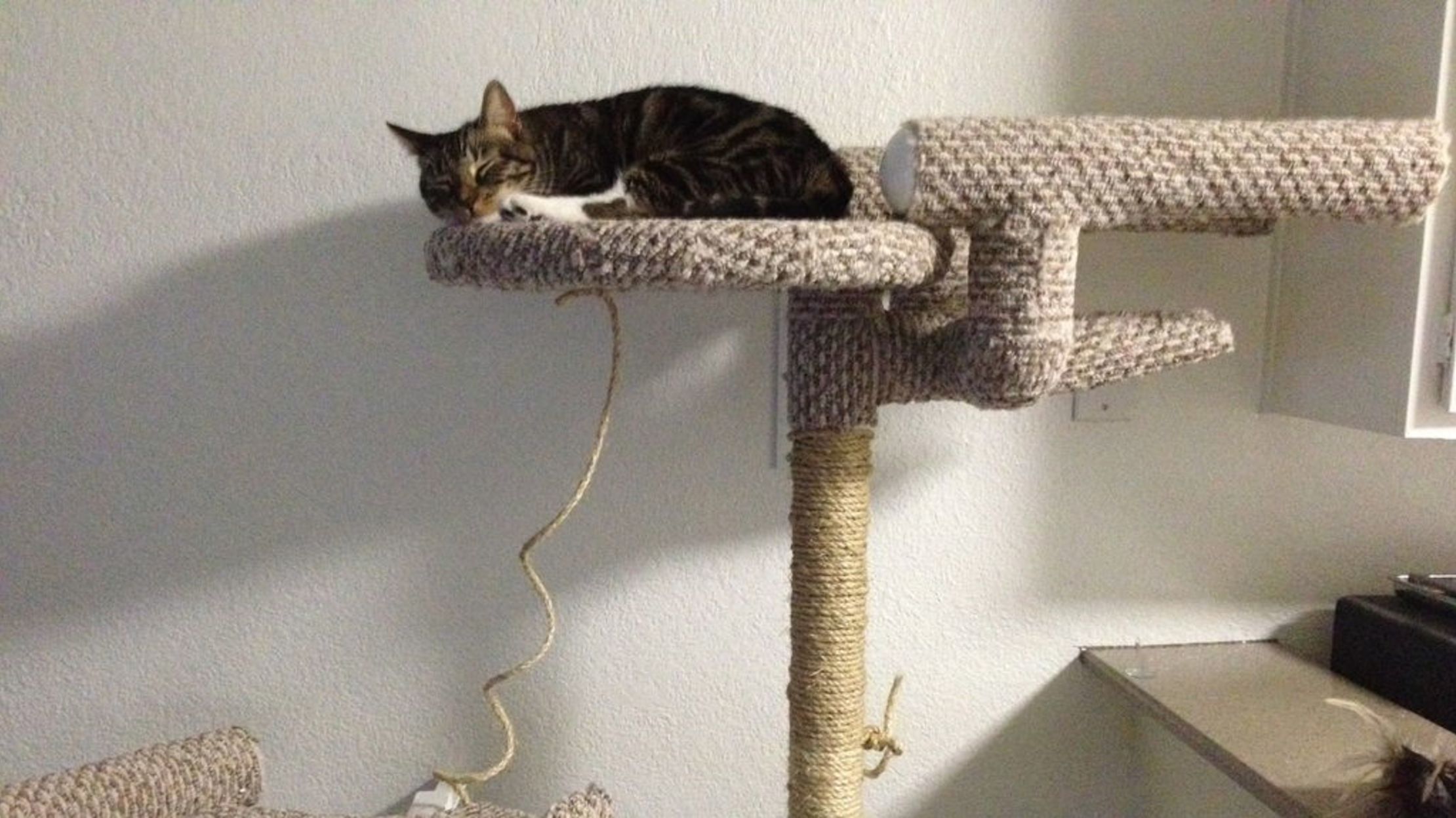 15 Pieces Of Seriously Geeky Cat Gear Mental Floss