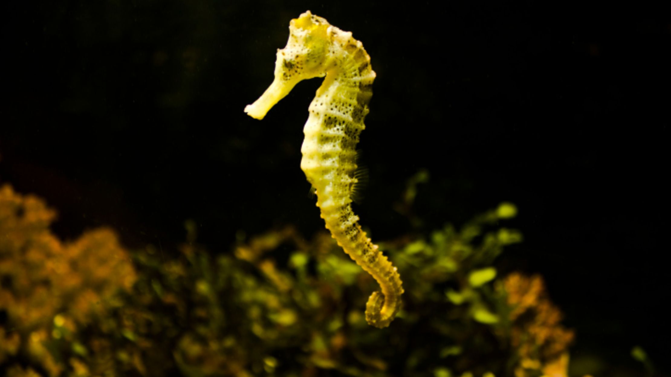 12 Animal Adjectives to Bolster Your Vocabulary Mental Floss