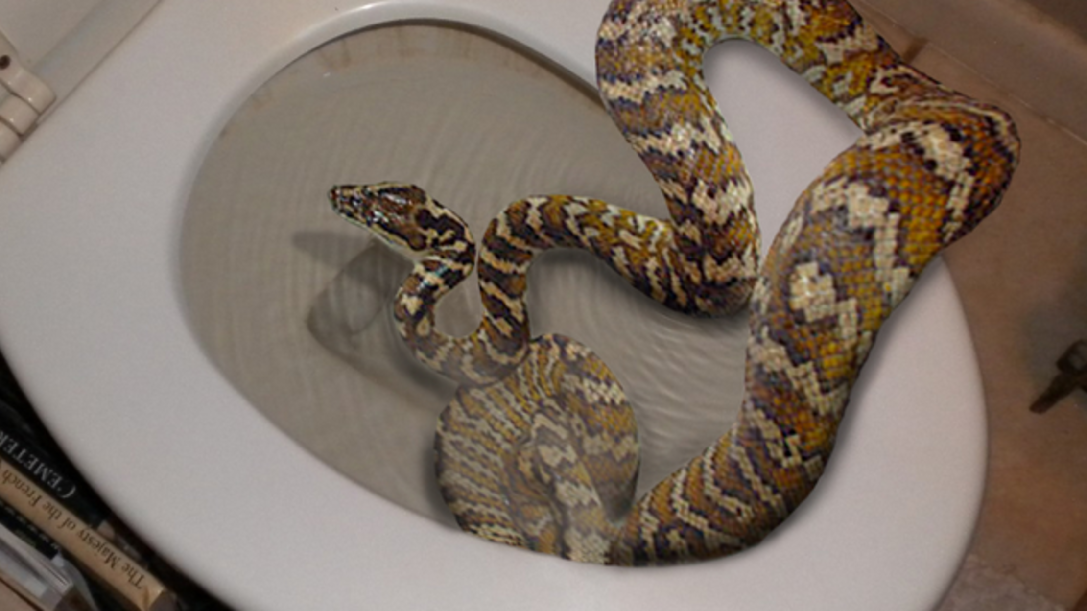 The Missing Links The Truth About Toilet Snakes Mental Floss