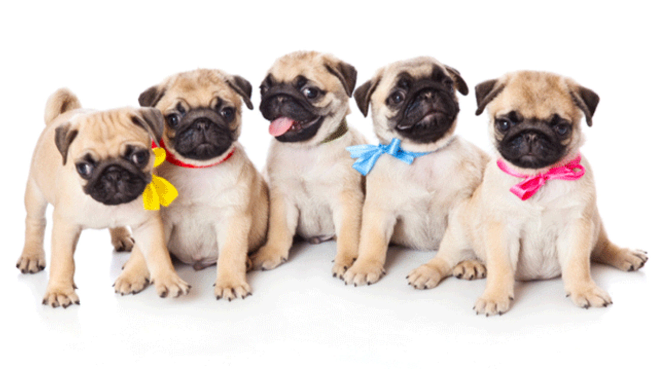 A Group of Pugs is Called a Grumble | Mental Floss