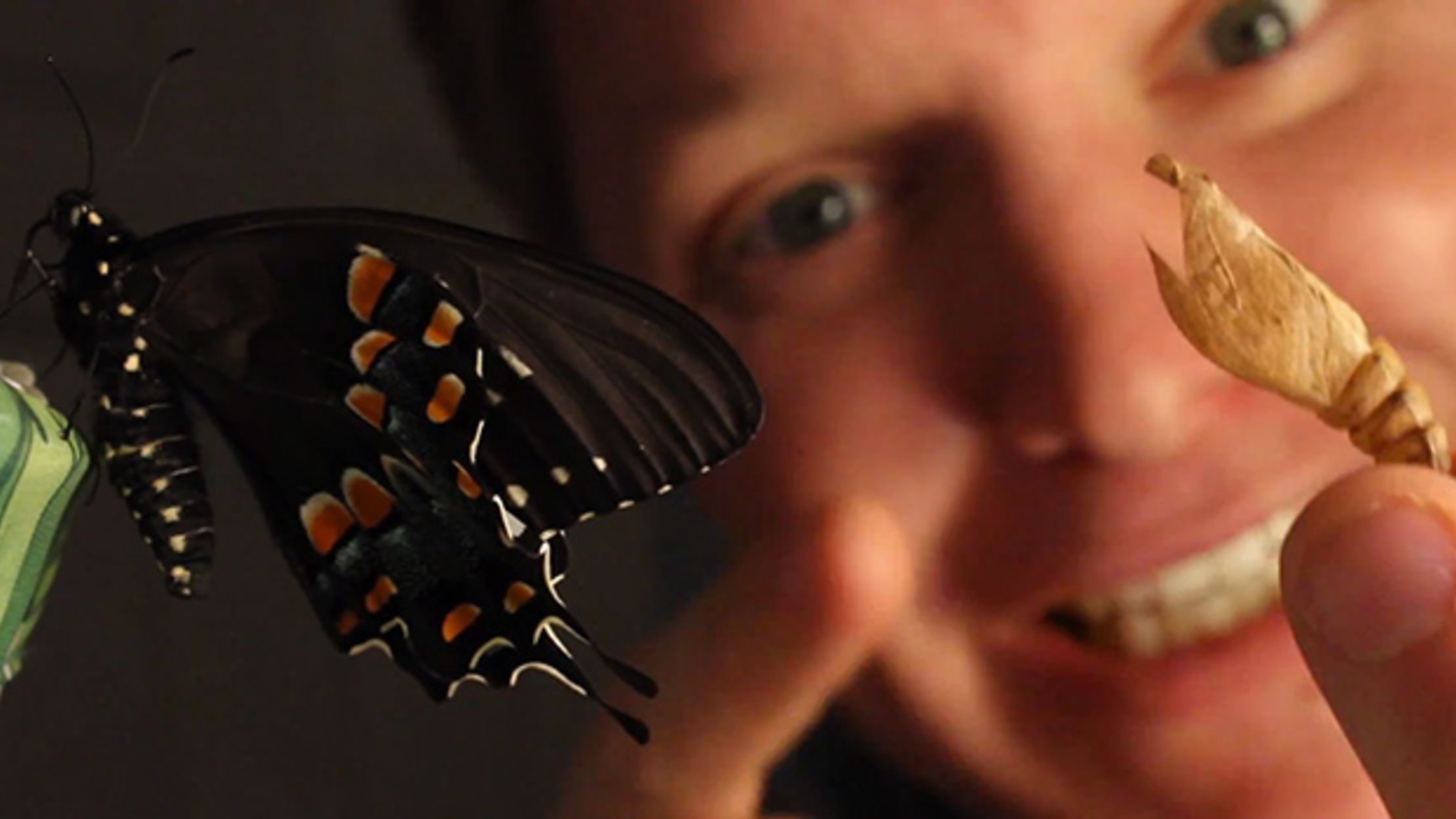 Inside a Butterfly Farm | Mental Floss