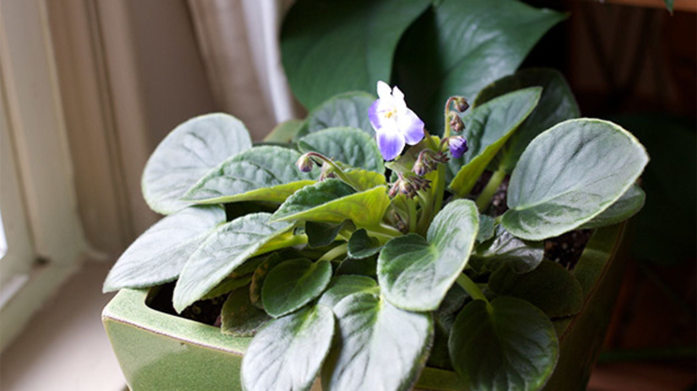 How to Grow African Violets from Leaf Cuttings Mental Floss