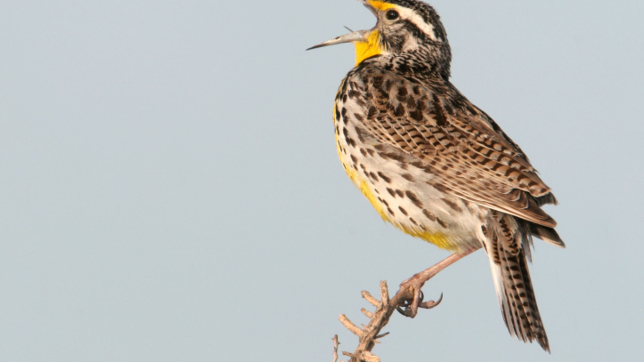 A picture of Meadowlark