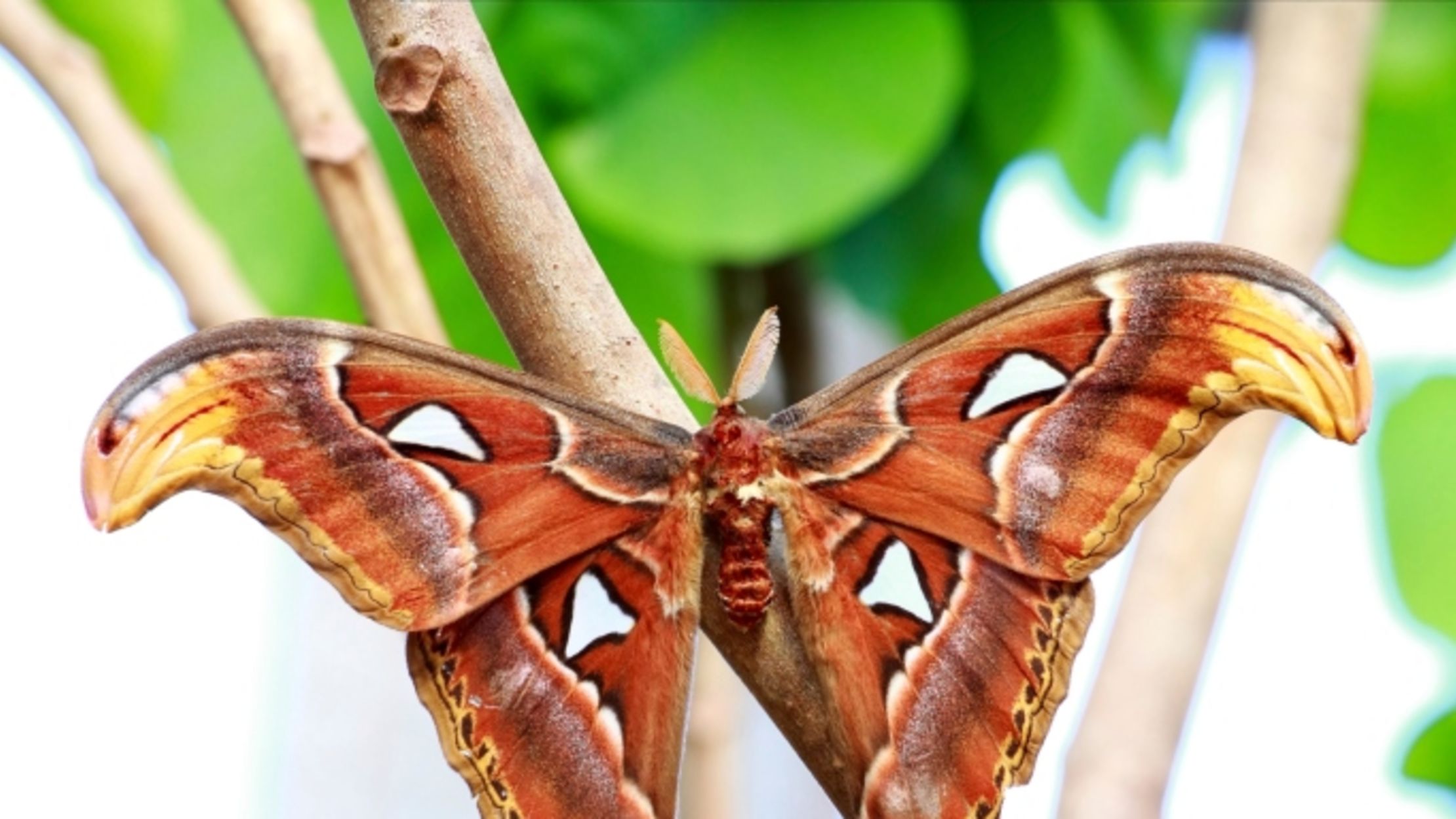 5 Awesome Facts About The Atlas Moth | Mental Floss