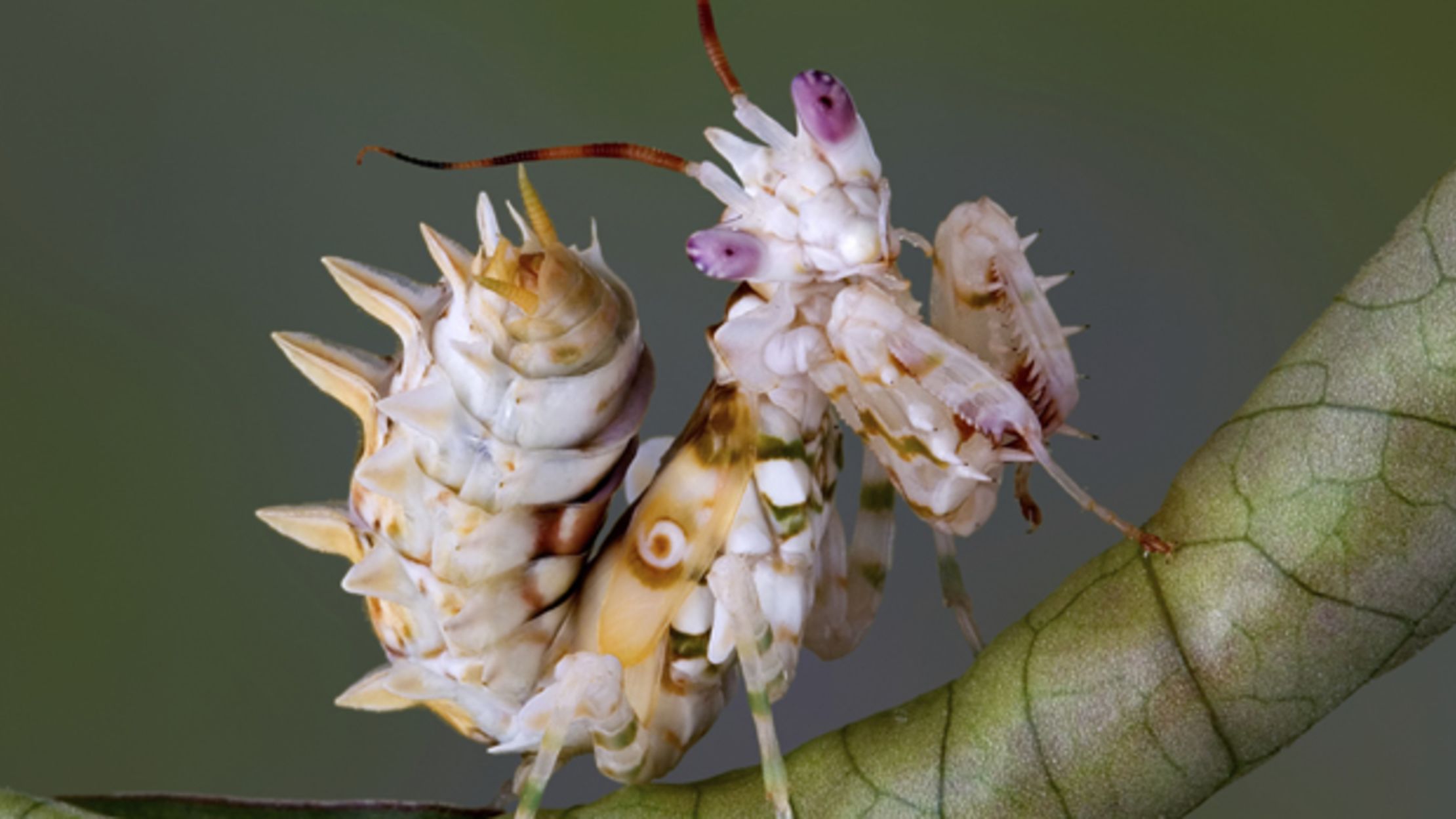flowering praying mantis