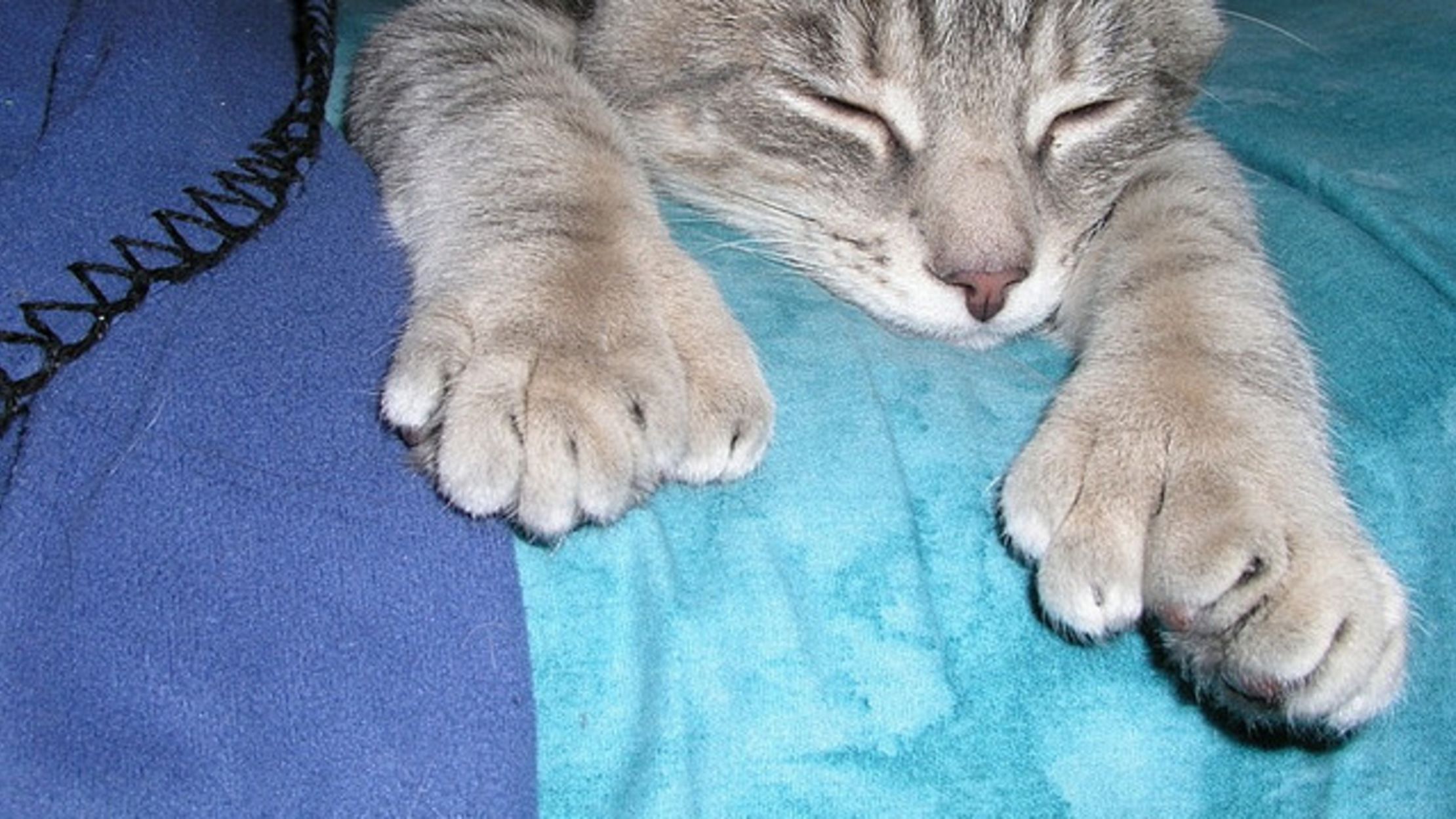 Polydactyl Cats: The Charm of Big Feet | Mental Floss