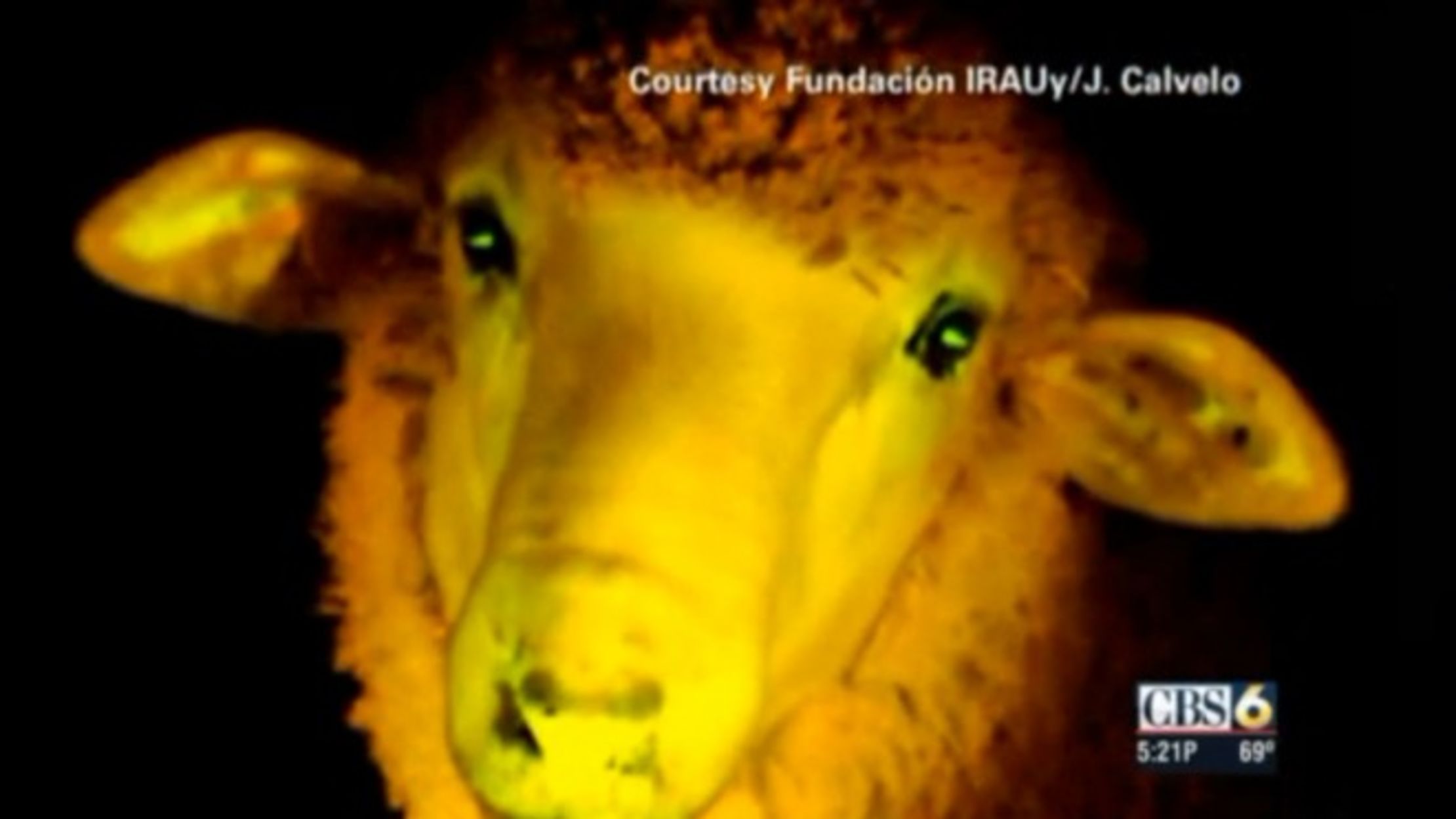 glow in the dark sheep genetically modified at uruguay lab