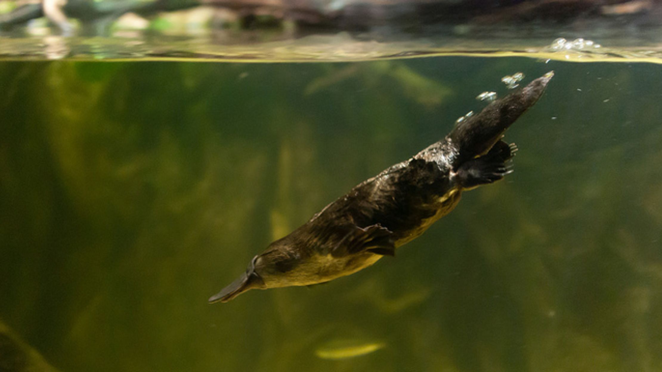 8 Facts Revealed by Analysis of the Platypus Mental Floss