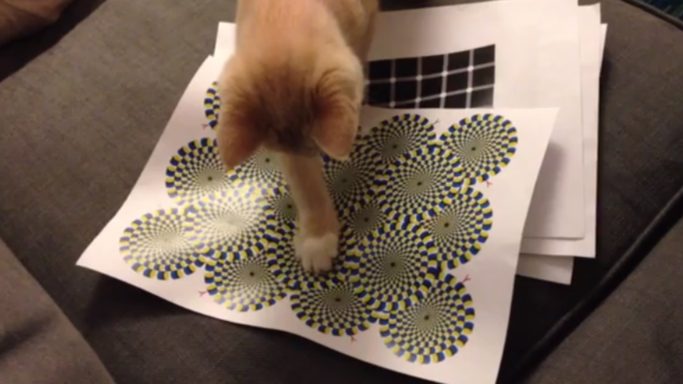 Can Cats See Optical Illusions? Mental Floss