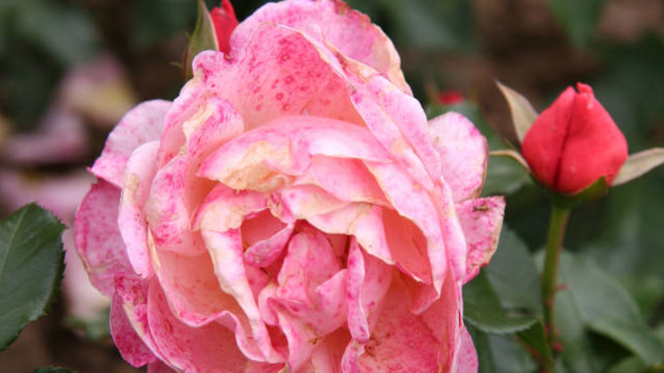 12 Beautiful Celebrity Roses Mental Floss