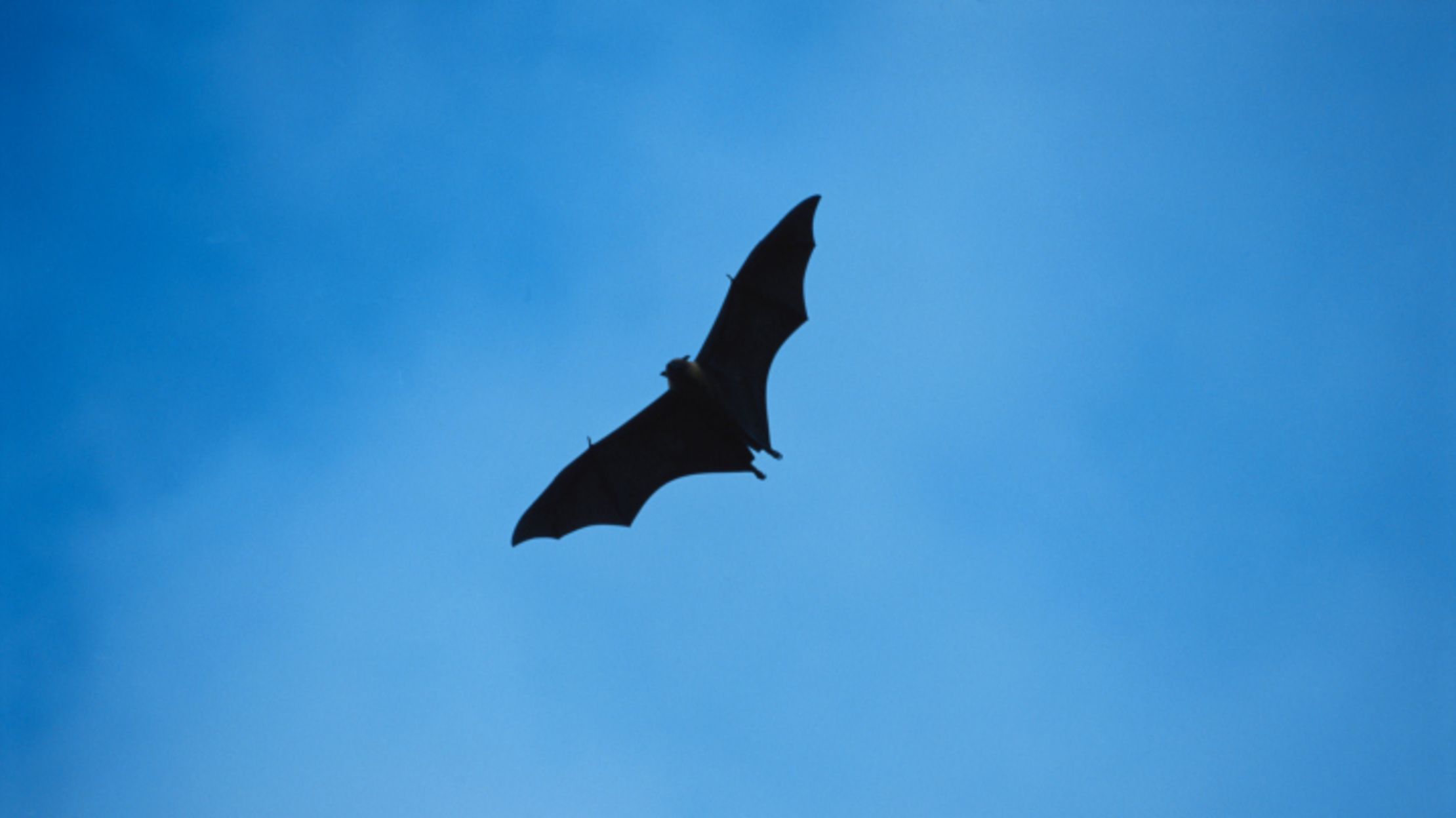 The U.S. Army's Plans for WWII Bat Bombs Mental Floss