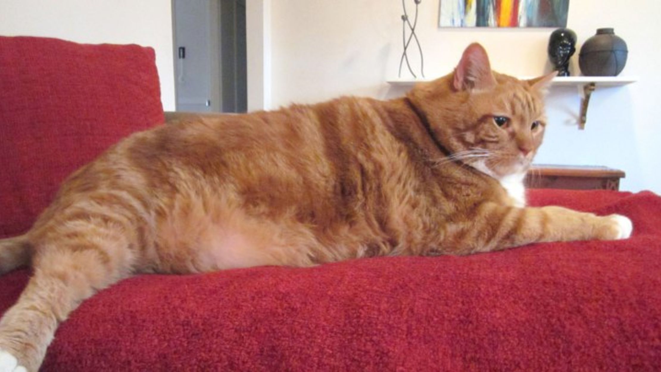Morning Cup of Links: Skinny the Fat Cat | Mental Floss