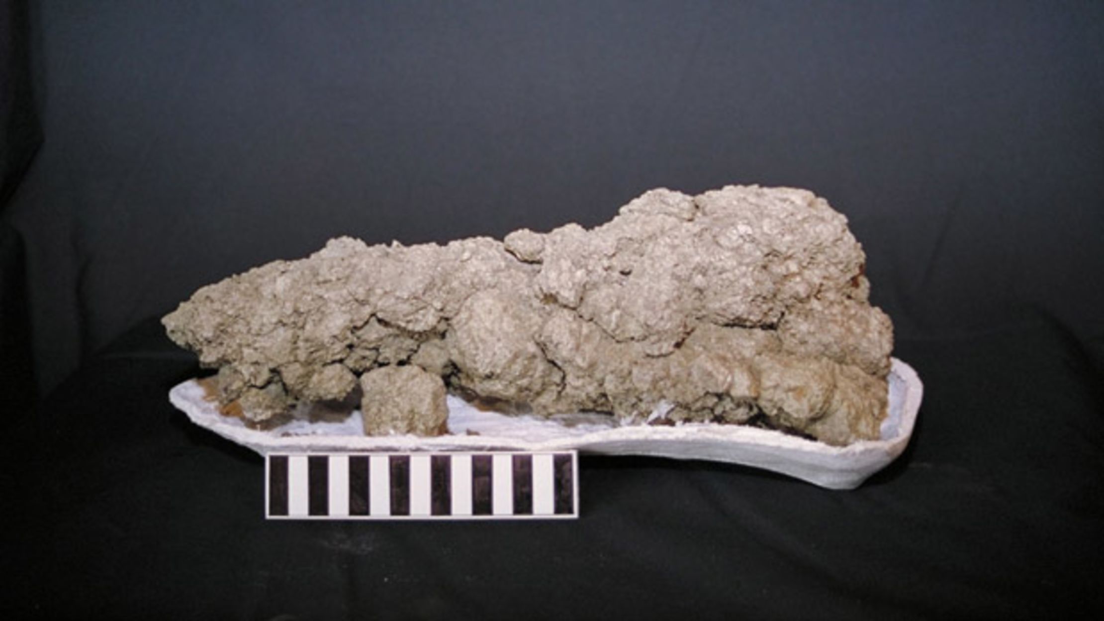 11 Things Fossil Dung Scientists Found in Fossilized Poop | Mental Floss