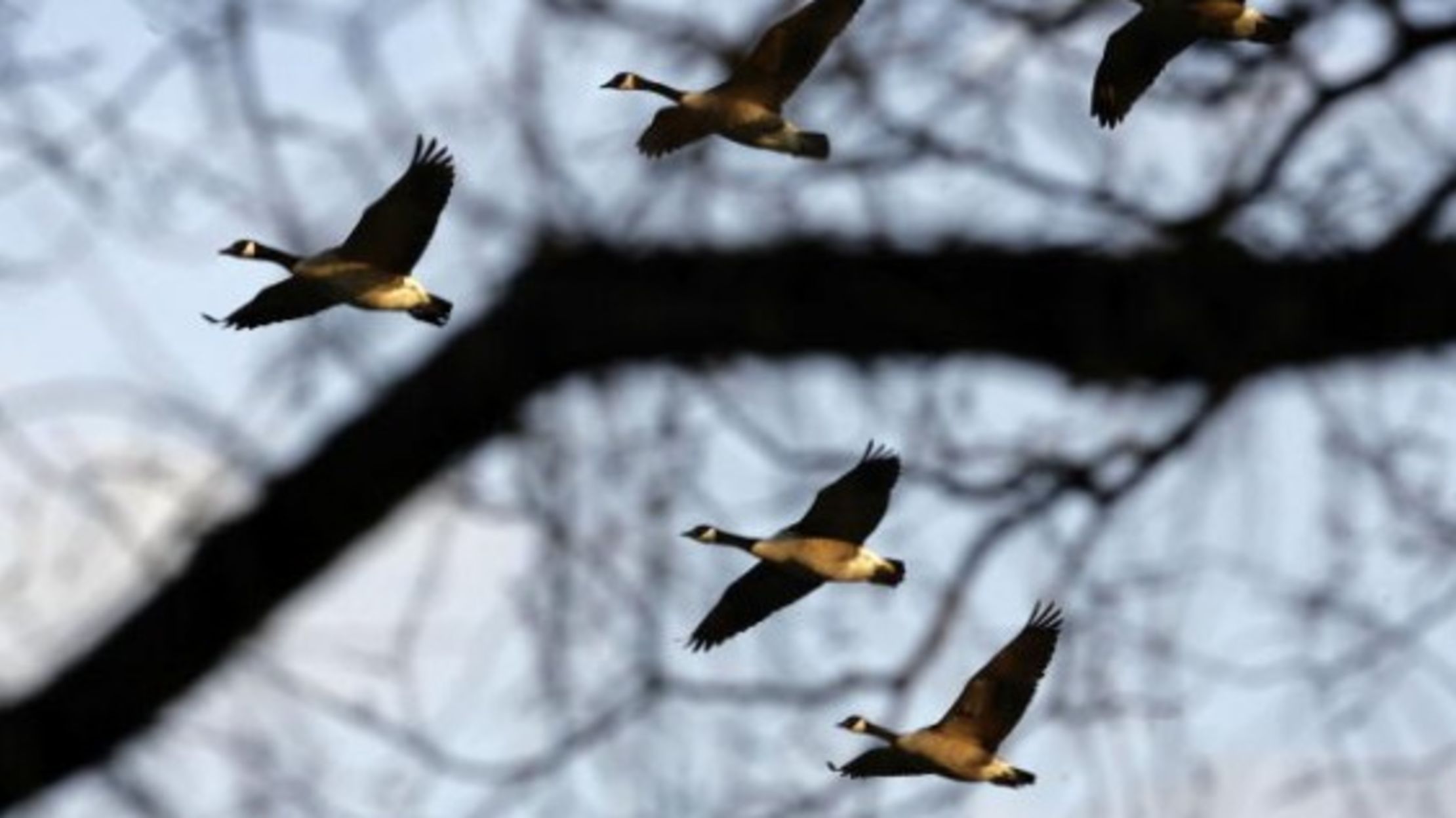 flocks of geese