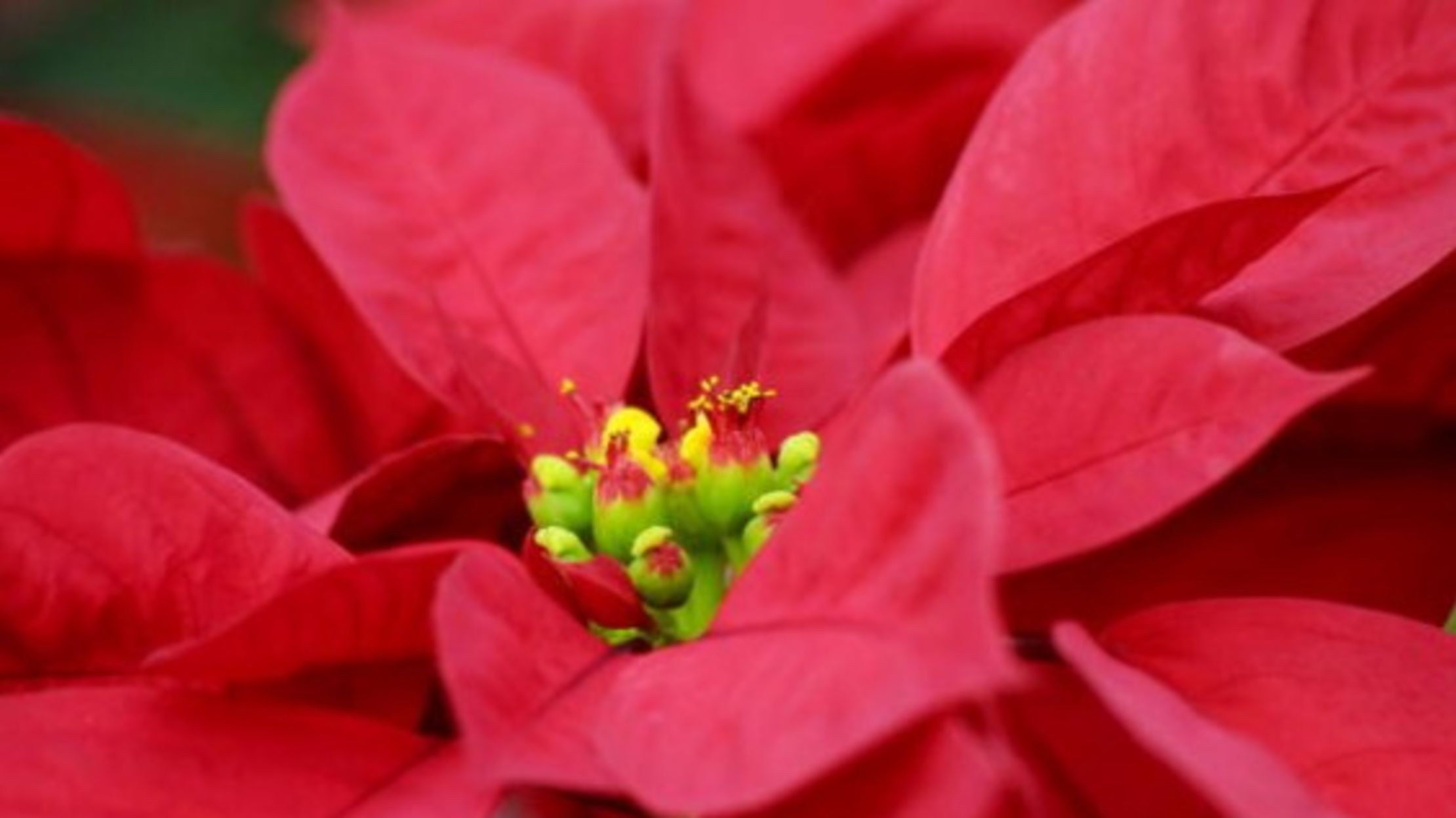Are Poinsettias As Dangerous As Everyone Says Mental Floss