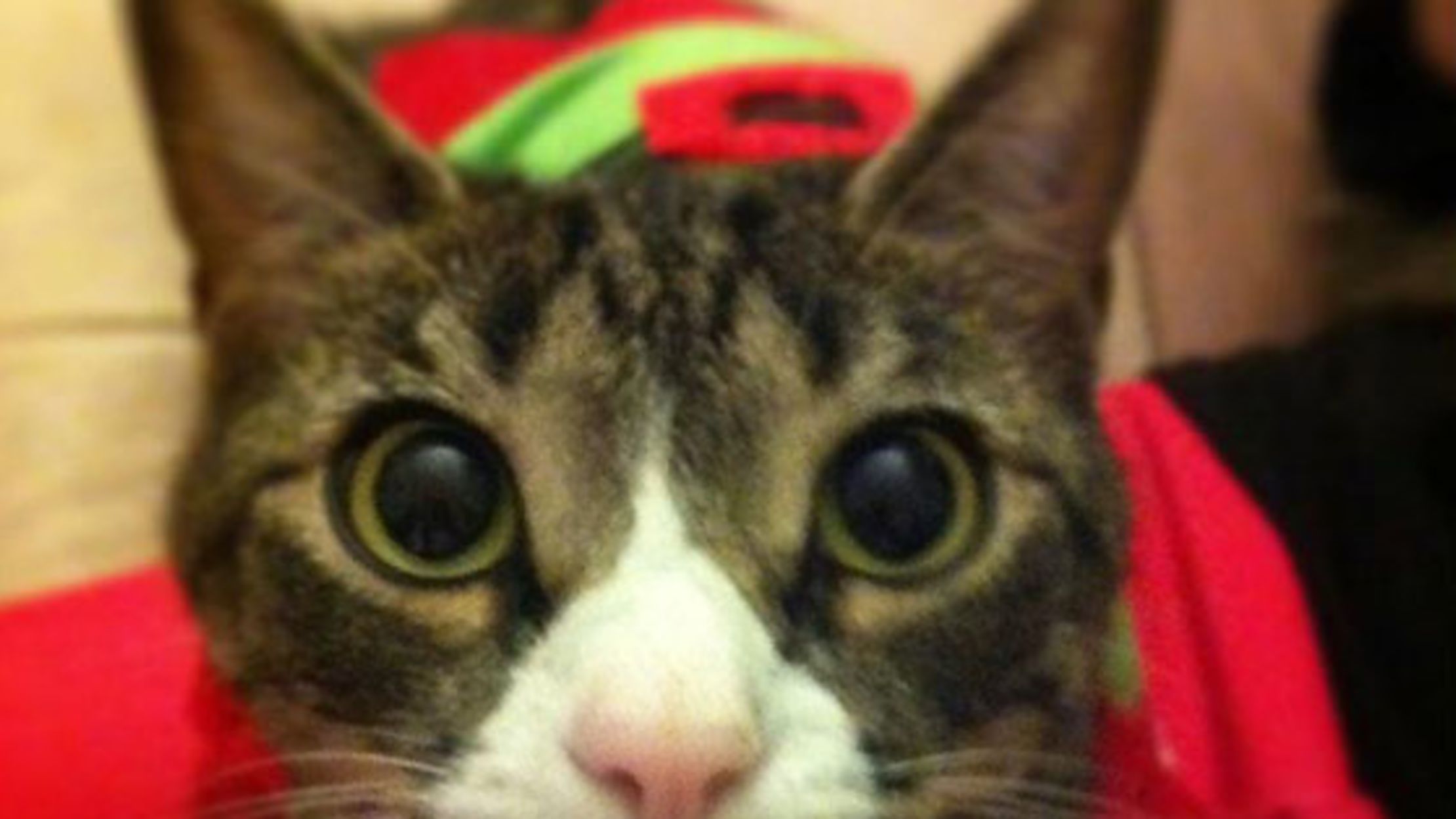 Do Dogs And Cats Have Different Blood Types Like Humans Do