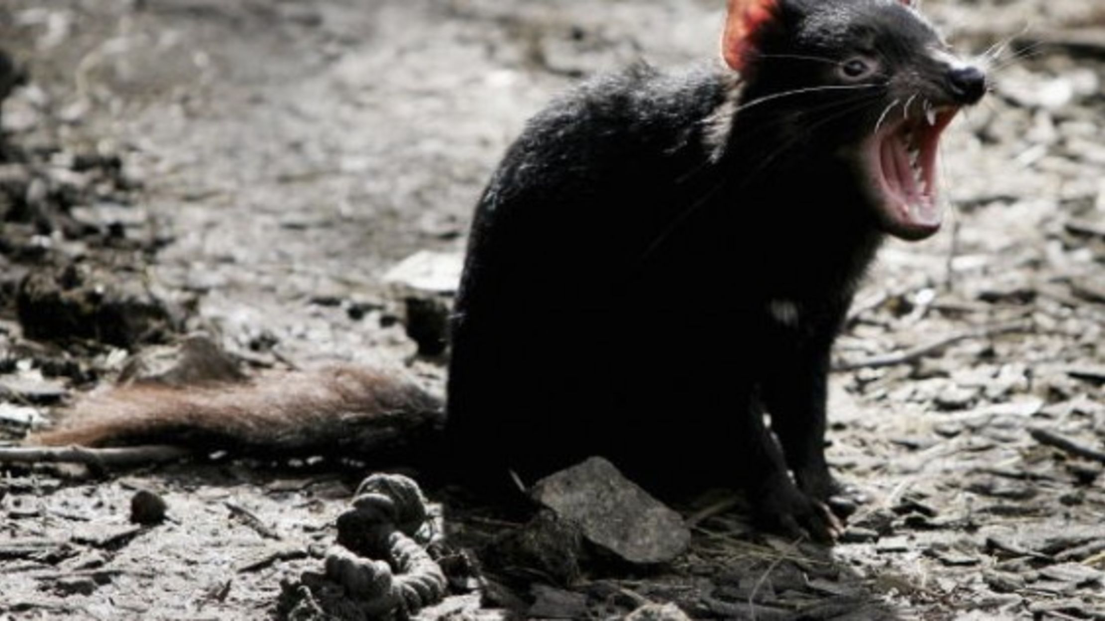 The Key to Tasmanian Devil Survival? Being Less Aggressive | Mental Floss