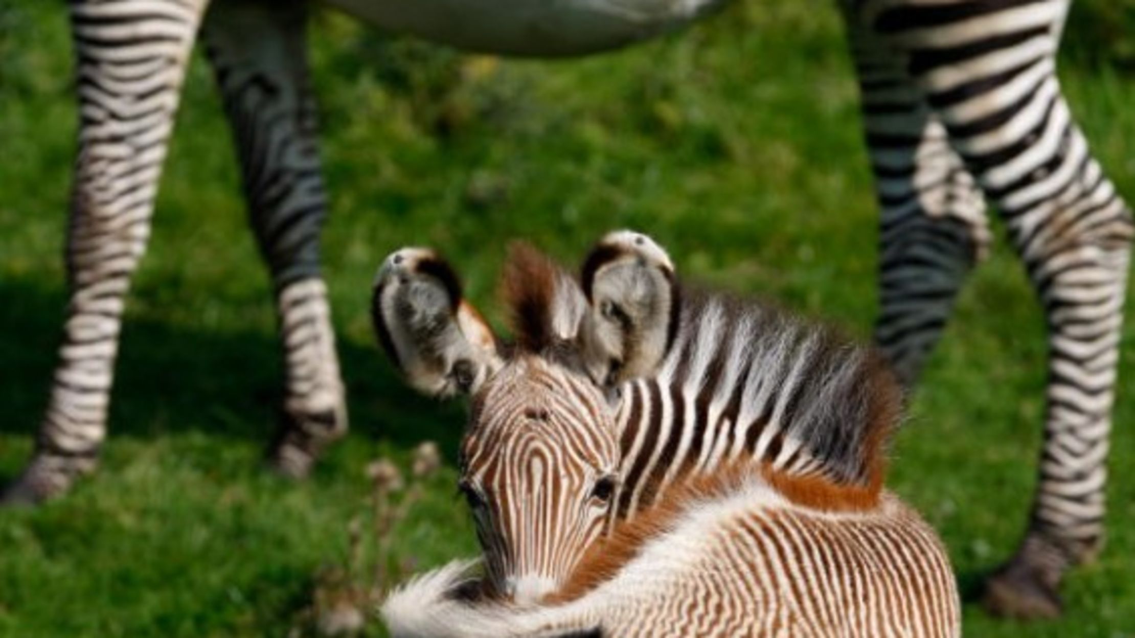 zebra with pink stripes