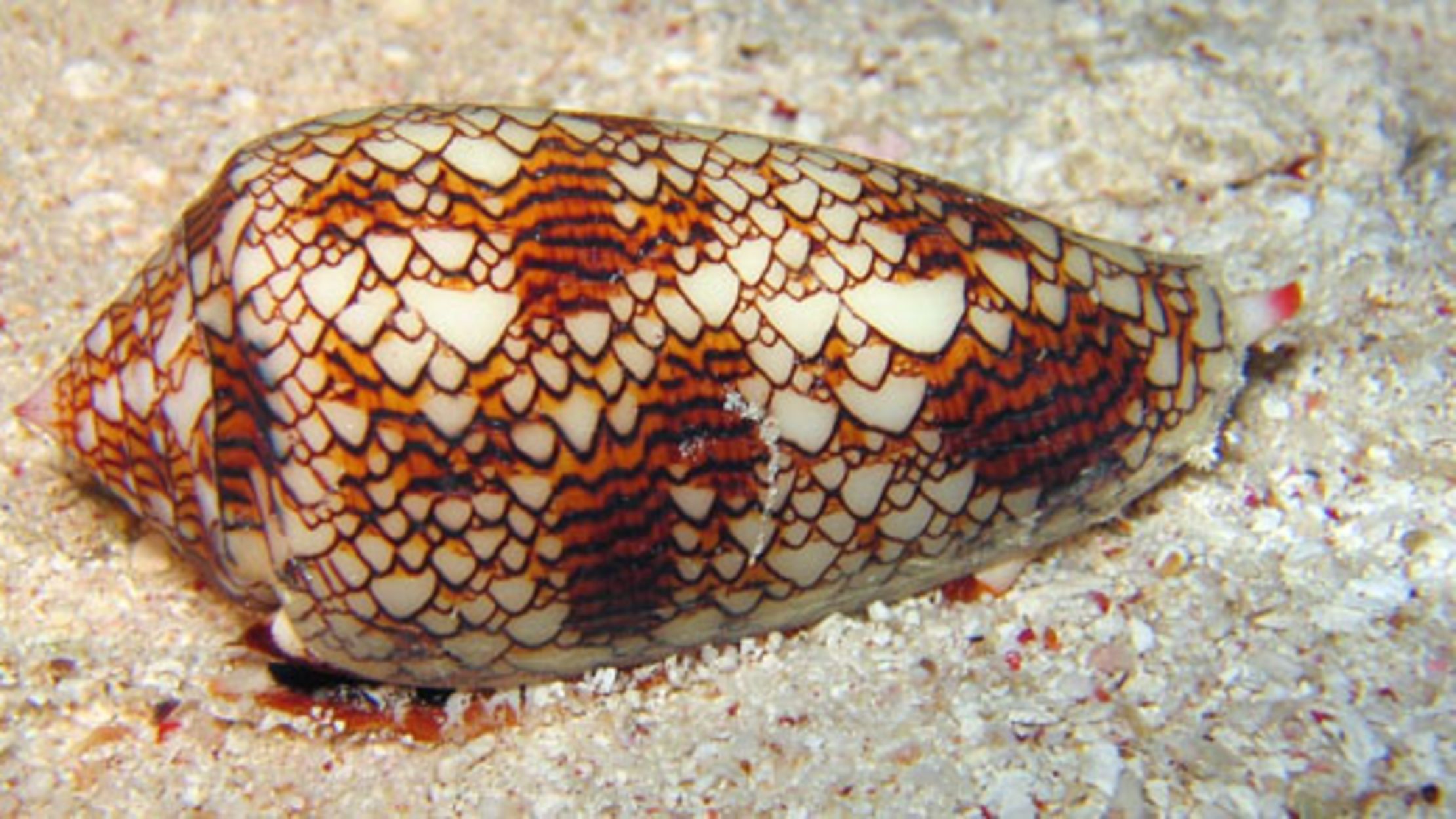 Slow, but Scary, Killer Snails Mental Floss