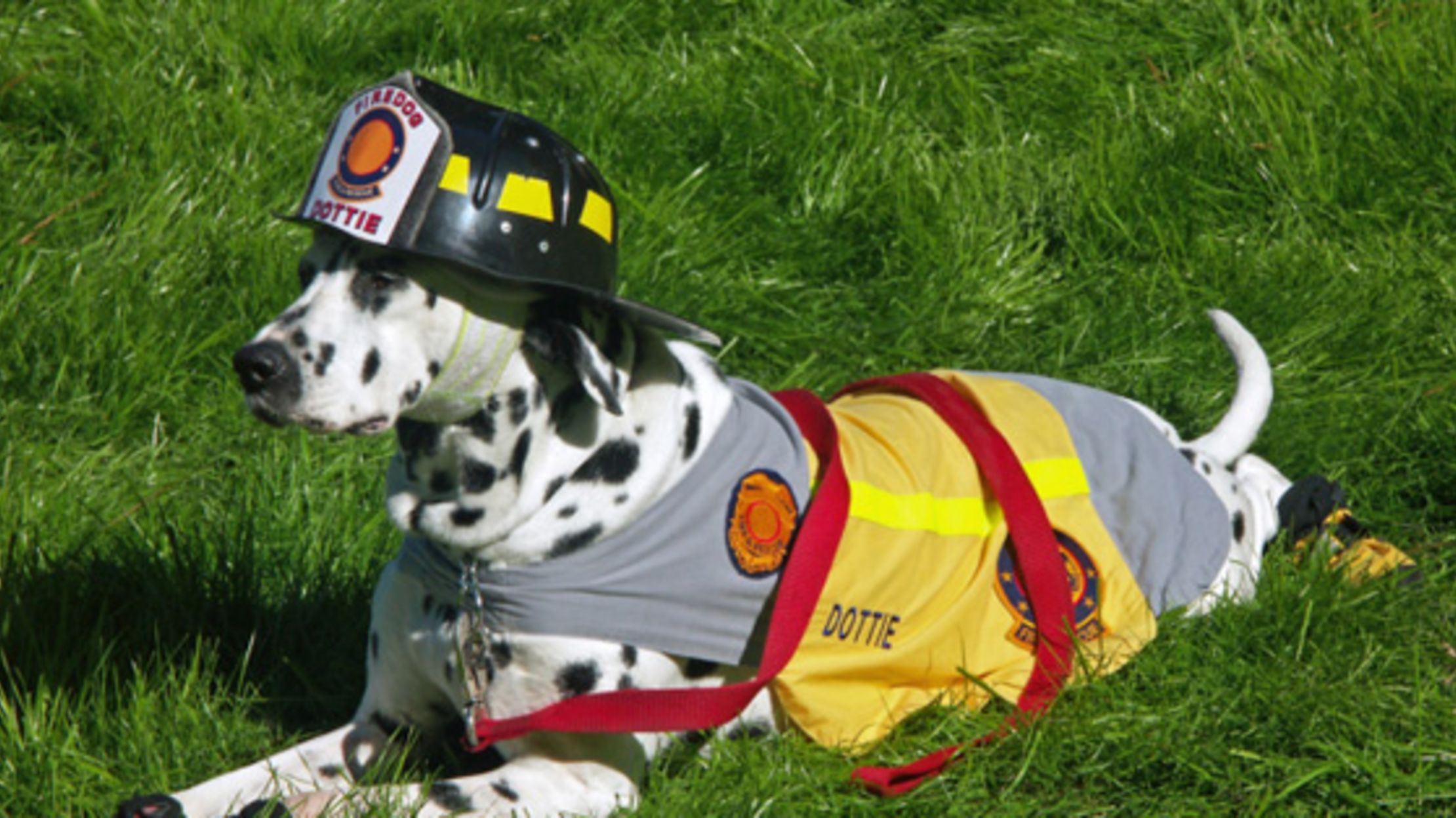 Why Are Dalmatians Linked to Firefighting? | Mental Floss