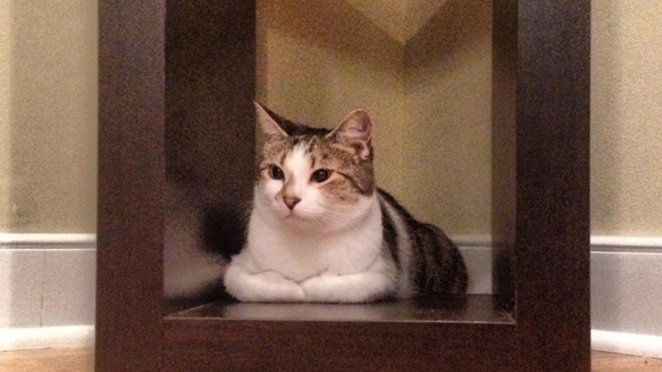 How do cats purr mental floss