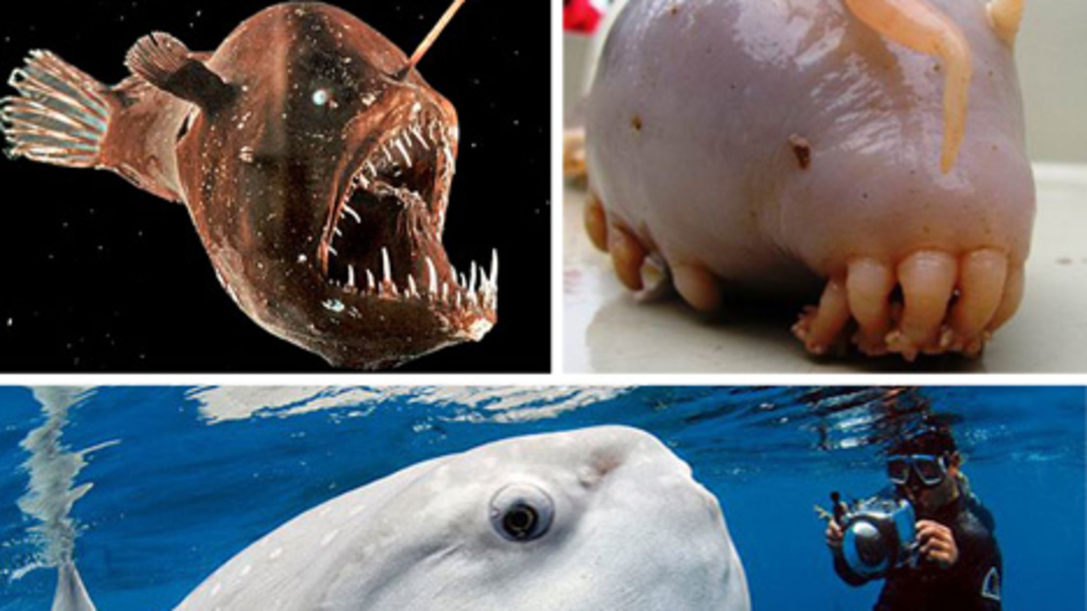Beyond Sharks Truly Scary Deep Sea Creatures Mental Floss Whats it look like when its not outside and compressed in the ocean though. beyond sharks truly scary deep sea