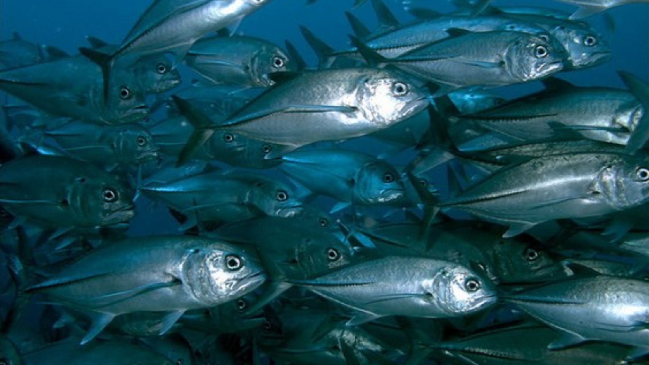 How a Fish Tells His Friends That He's Been Injured Mental Floss