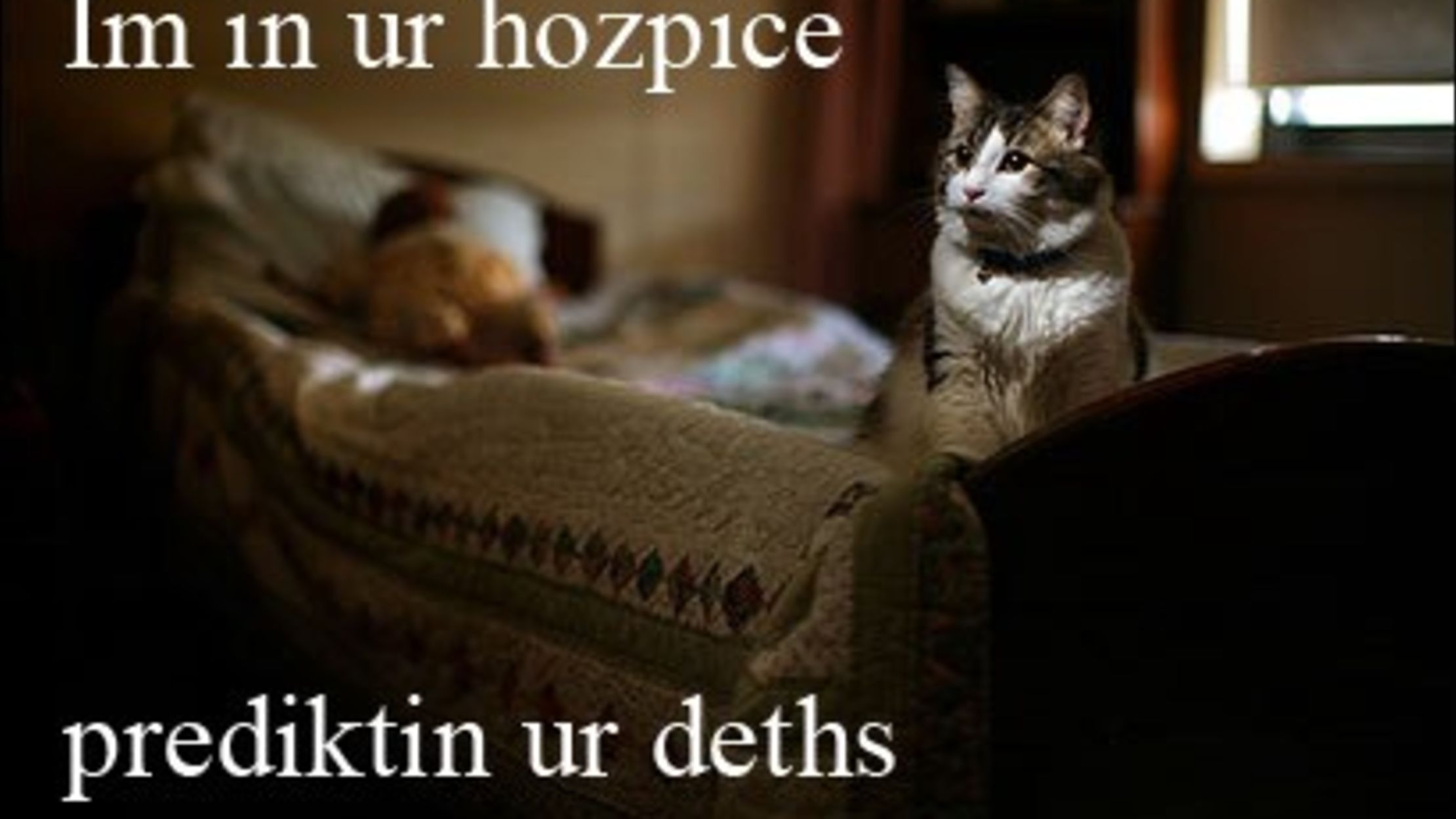 images I Can Has Cheezburger Cat Died the lolcat of death mental floss