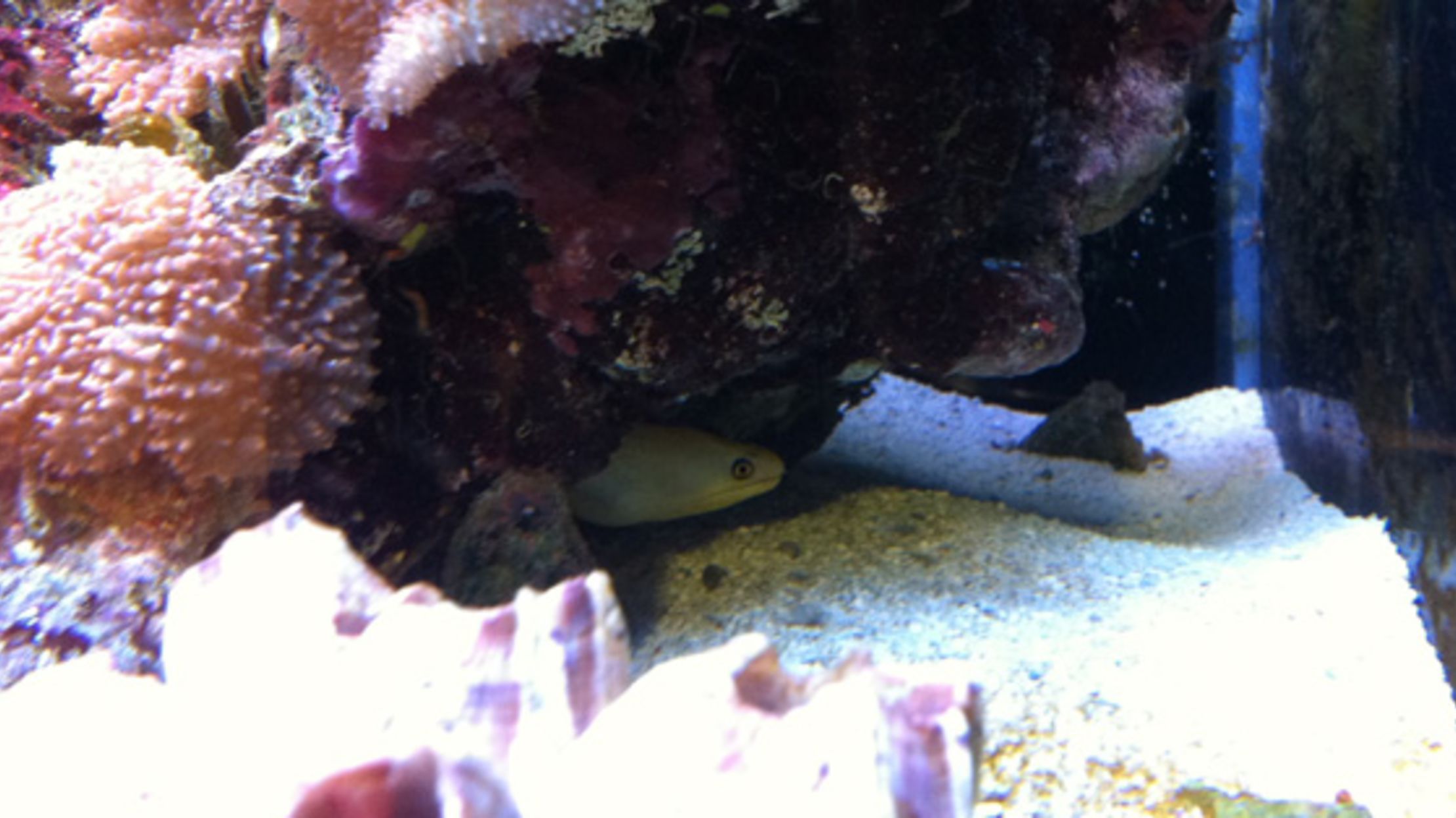 Get Wallpaper 19 Banana Facts To Celebrate Our New Office Eel Whose Name Is Free