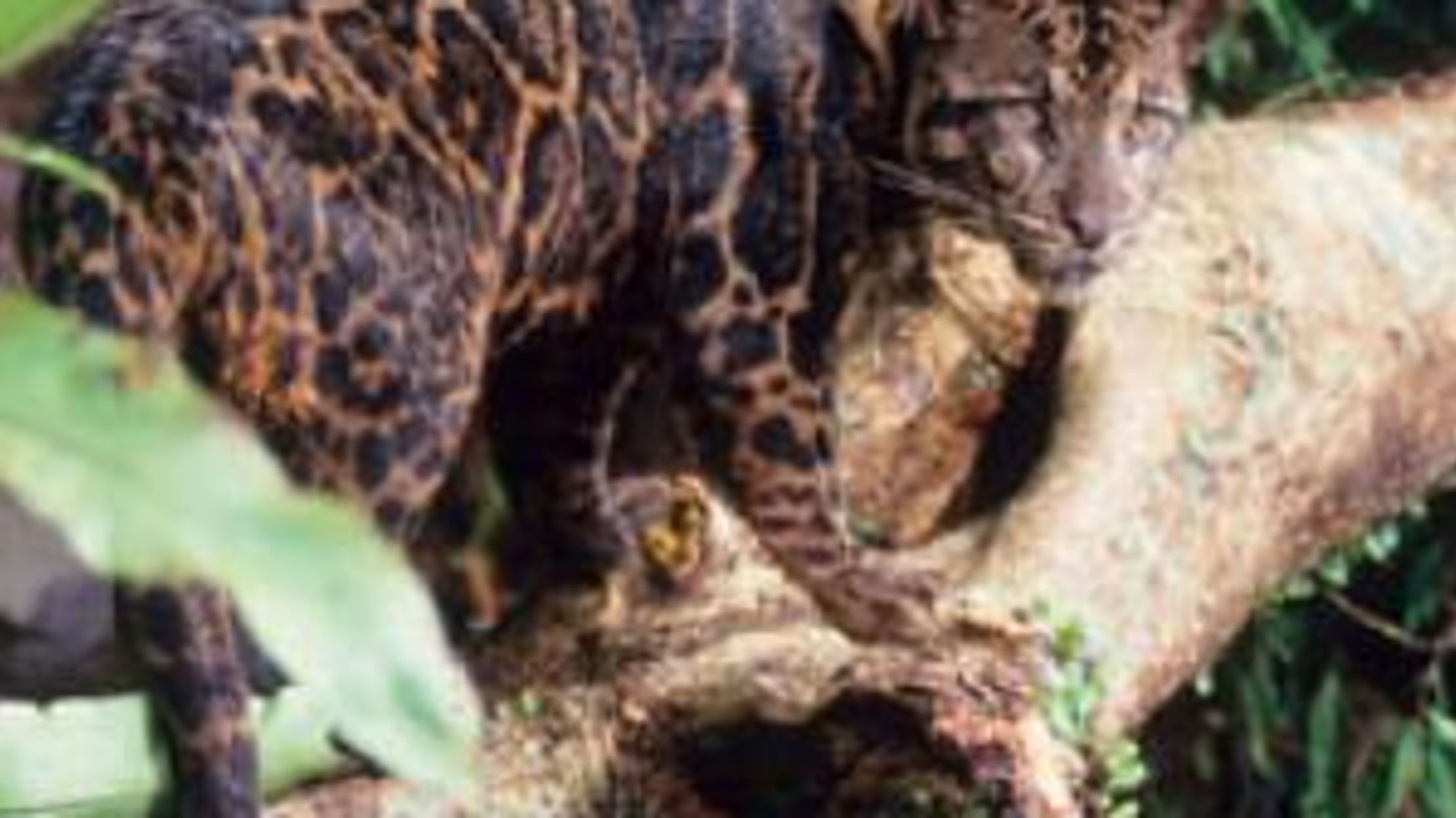 Bornean clouded Leopard the.
