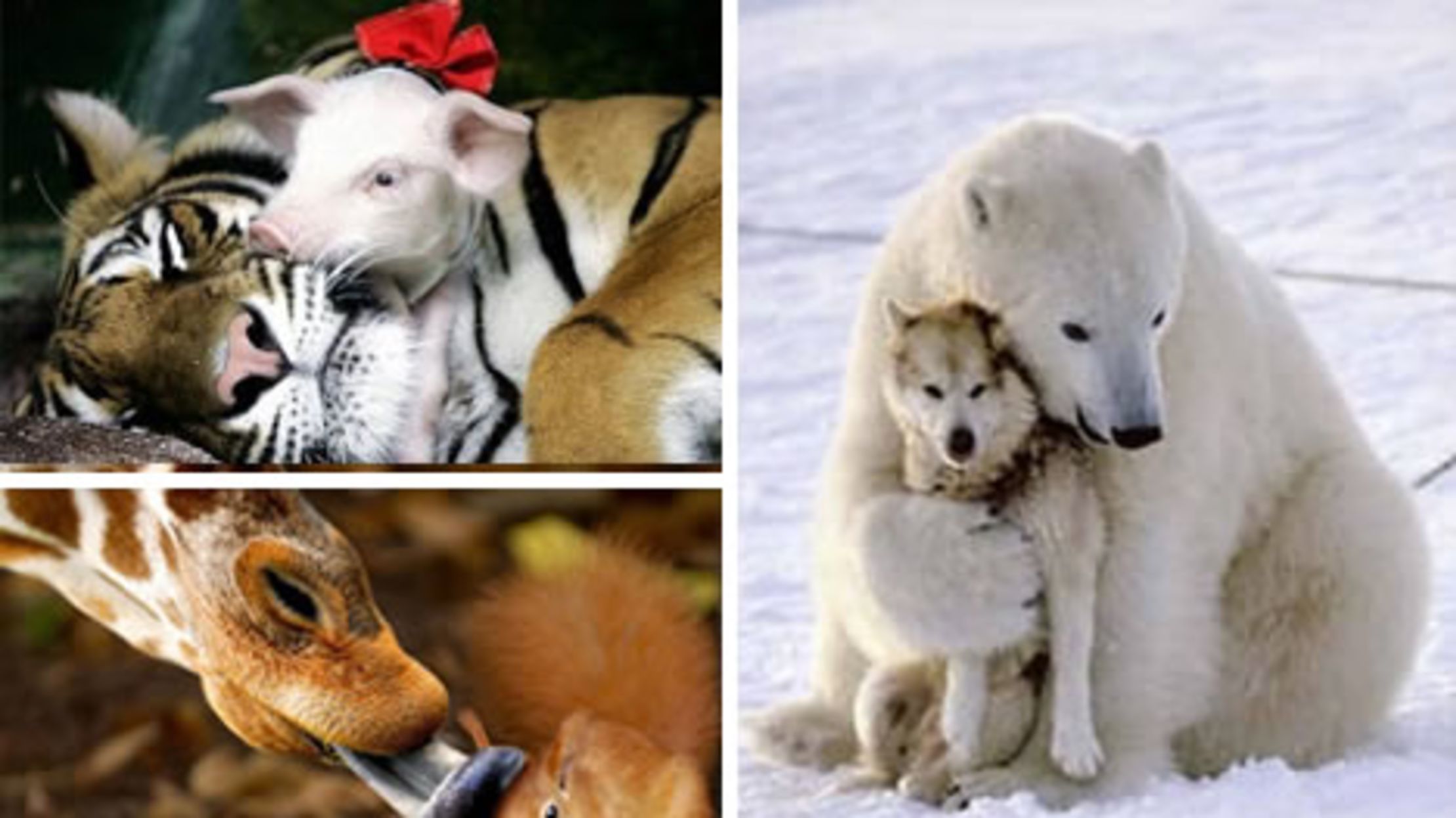 Adorably Strange Animal Pairings Mental Floss