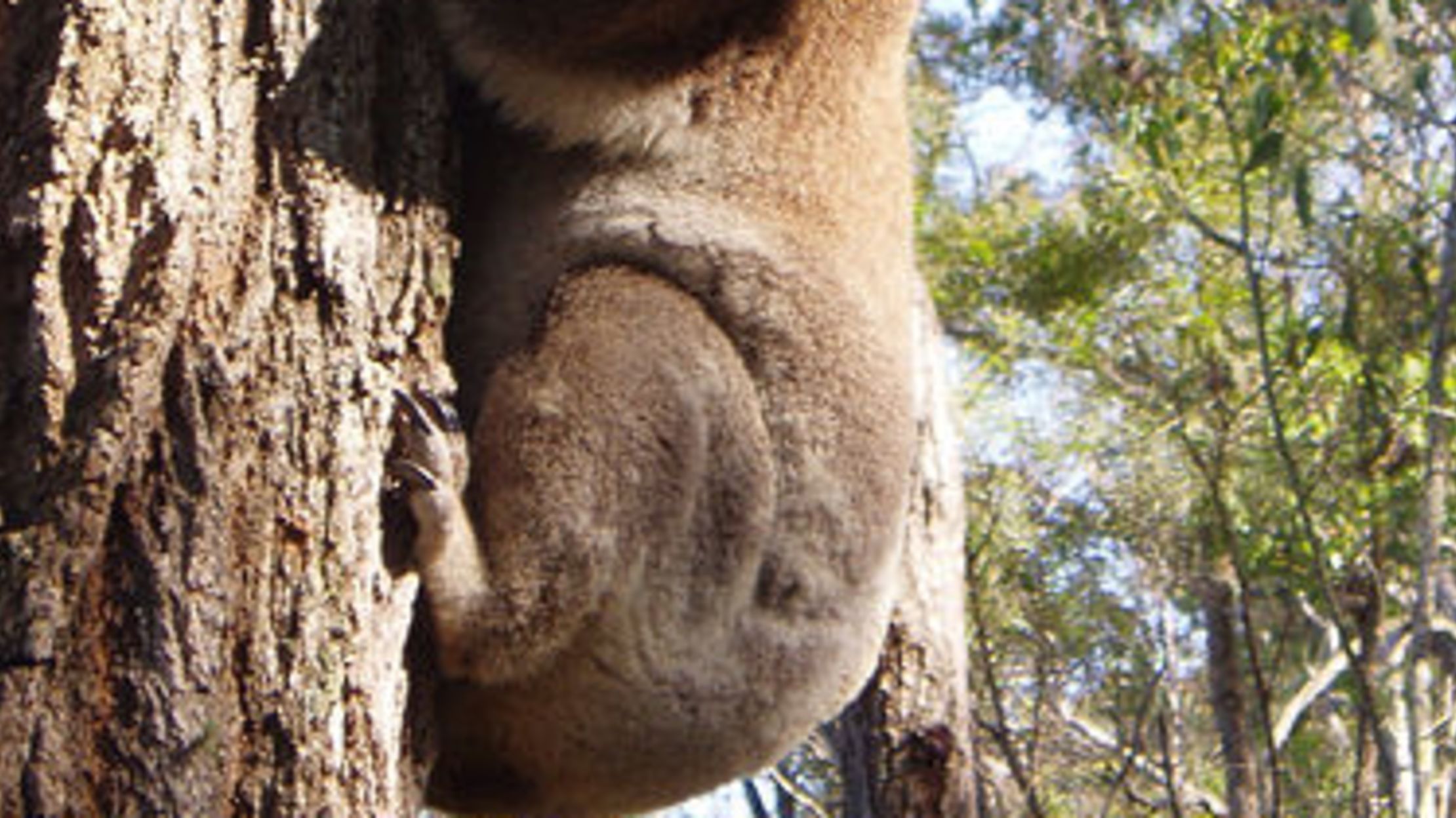 4 Animals That Change in Captivity Mental Floss