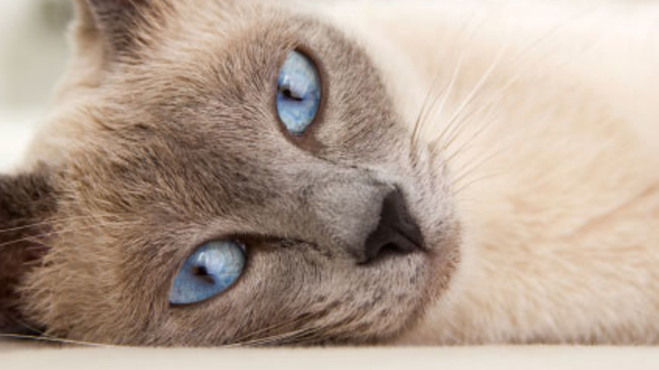 In the Beginning The Origins of 9 Cat Breeds Mental Floss