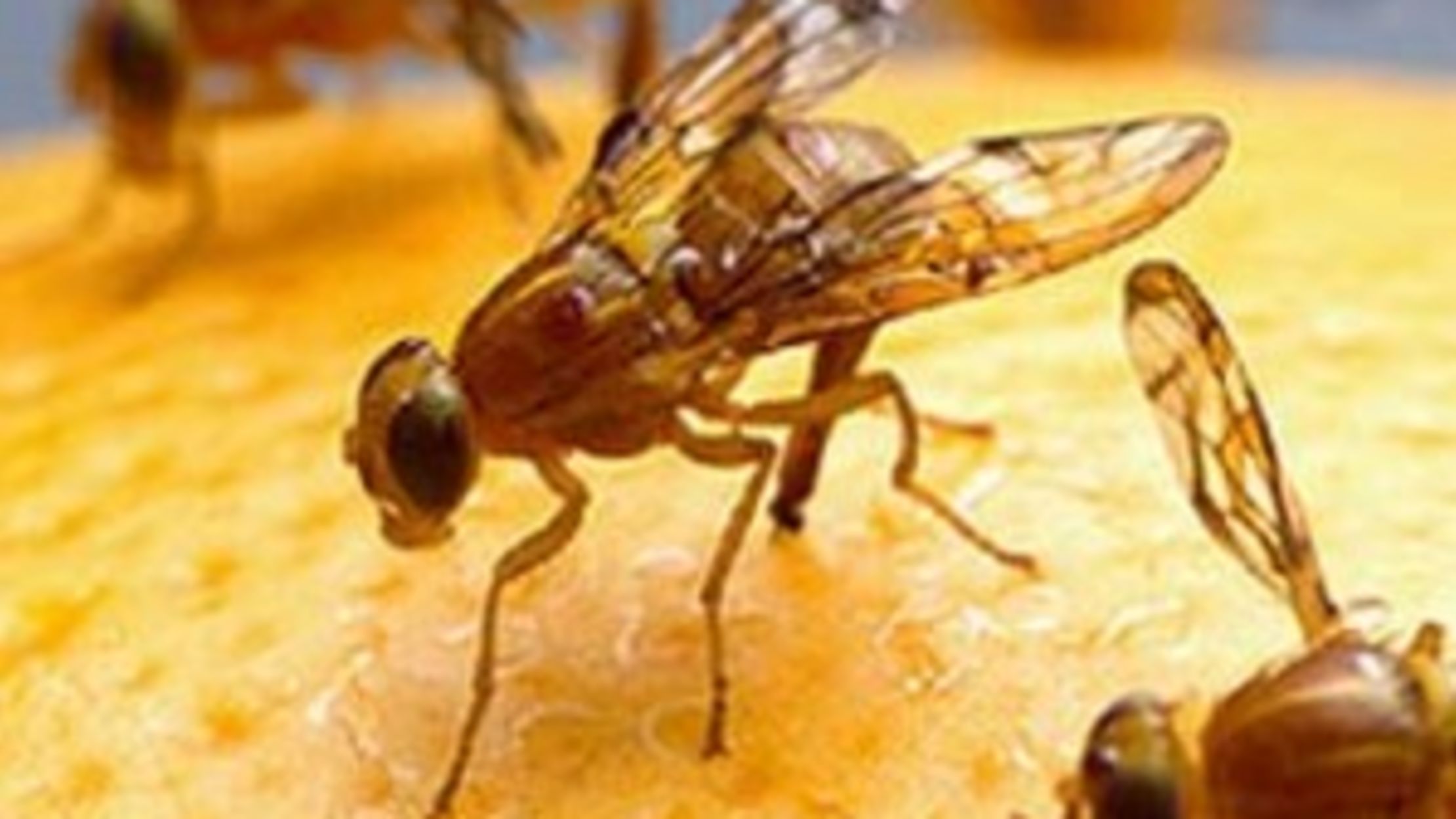 Drunken Fruit Flies, the Truth about Gangs, and other Great Science