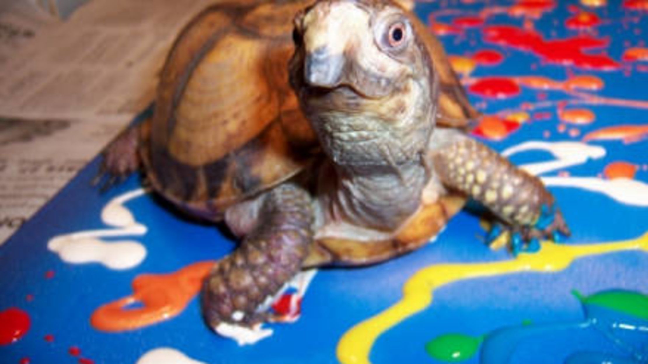 6 Professional Painters From The Animal Kingdom Mental Floss